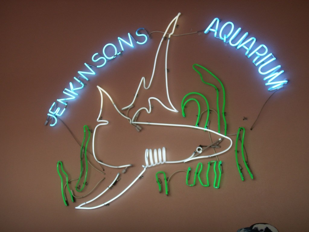 1030x770 Neon Shark. Jenkinson's Aquarium Jenkinsons Family Boardwal, Desktop