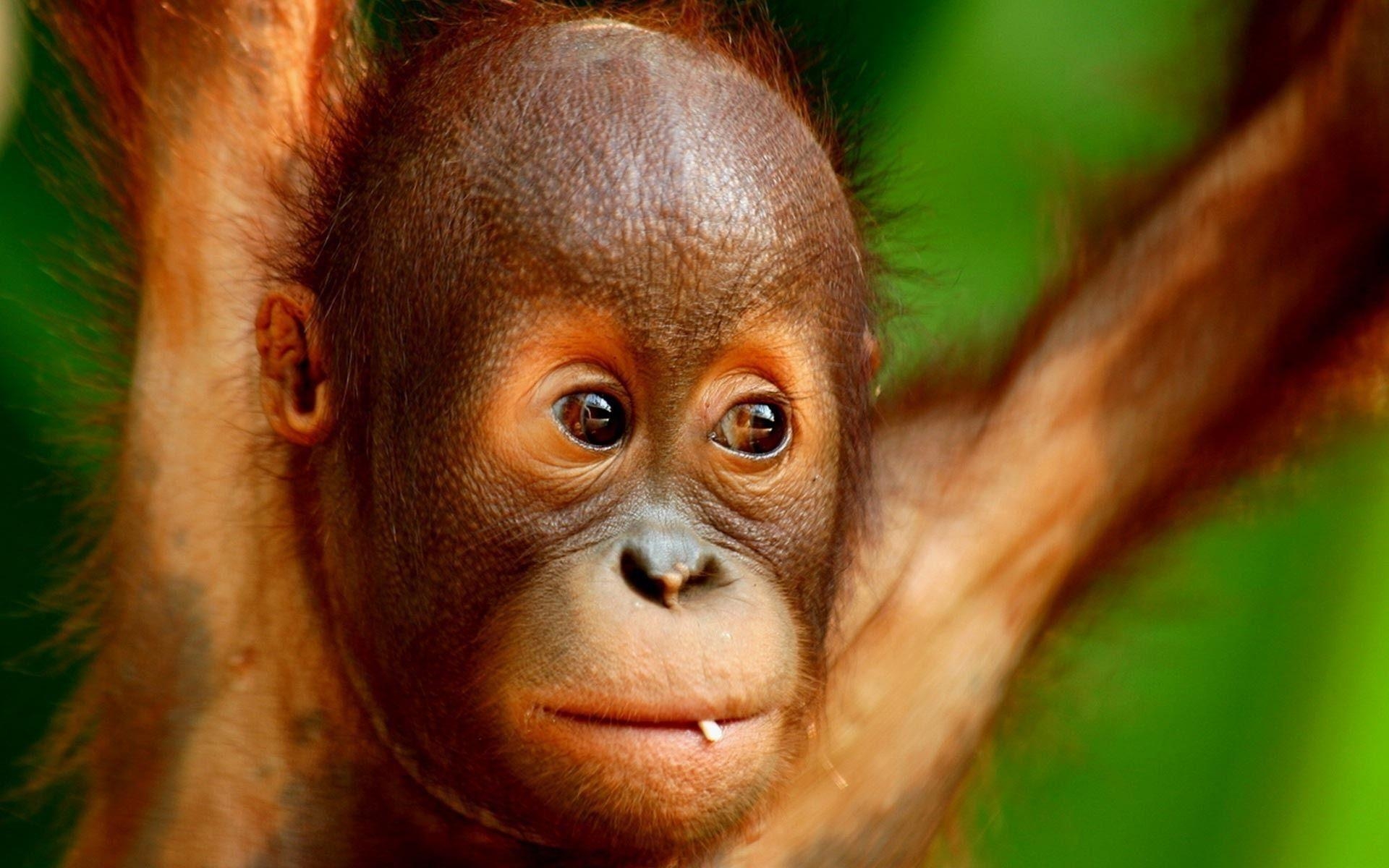 1920x1200 Baby Orangutan Wallpaper, Desktop