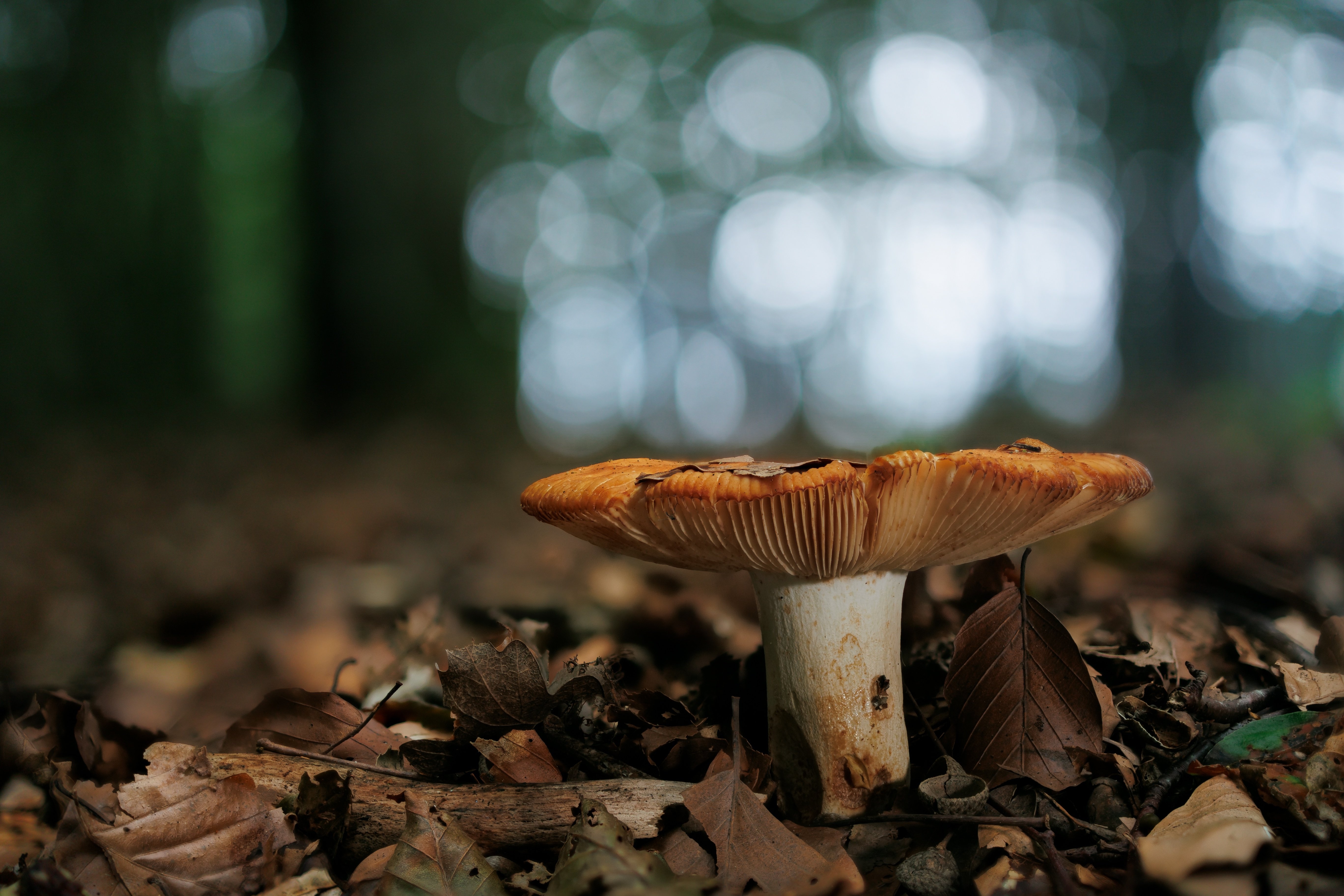 5480x3650 4K Mushroom Wallpaper and Background Image, Desktop