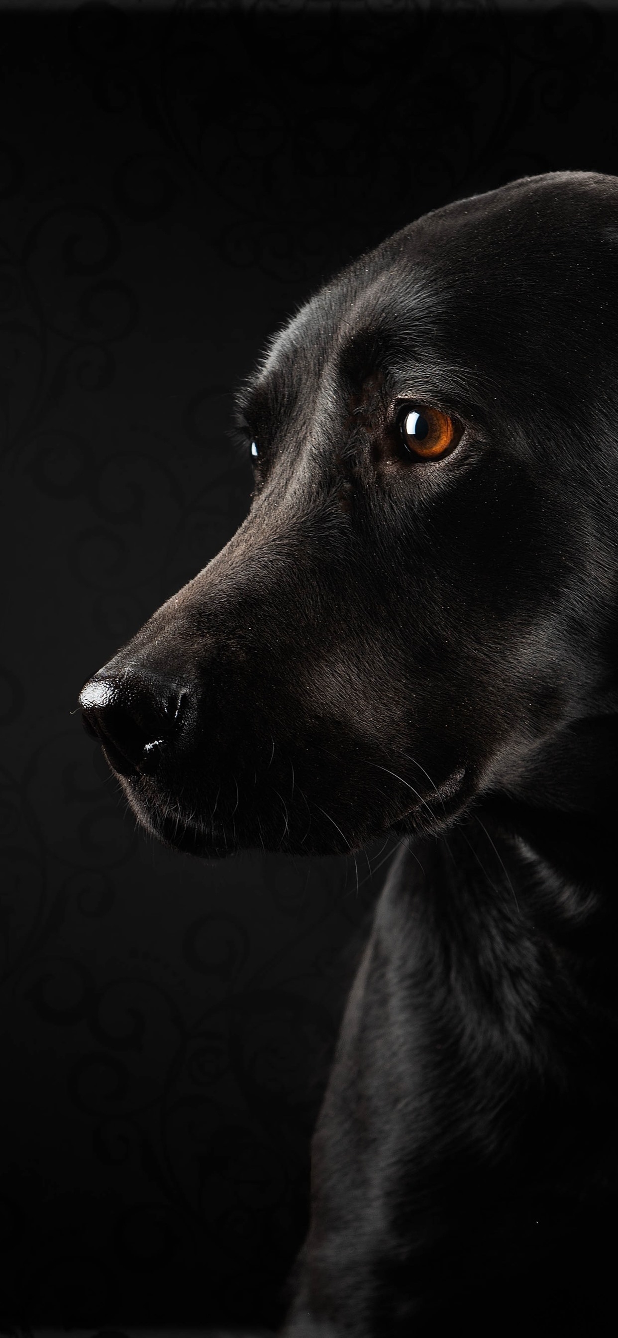 1250x2690 Black Dog Wallpaper iPhone, Phone