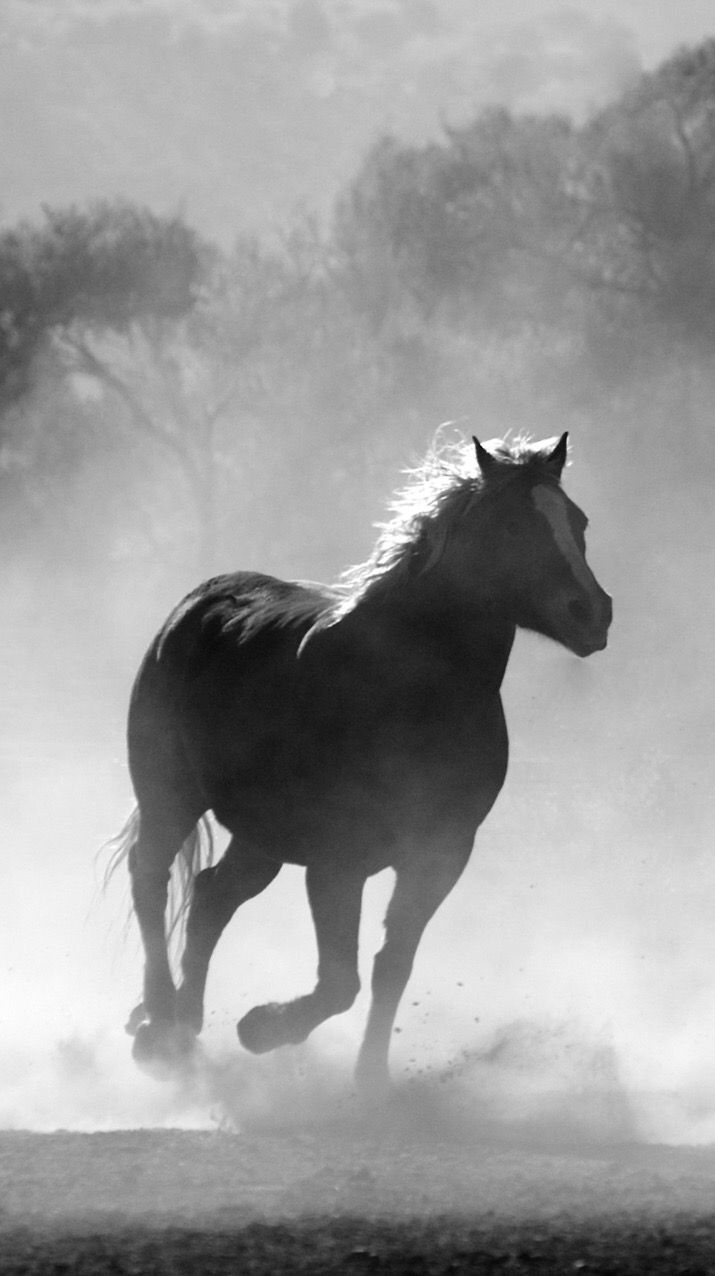 720x1280 Horse wallpaper, Horses, Animal wallpaper, Phone