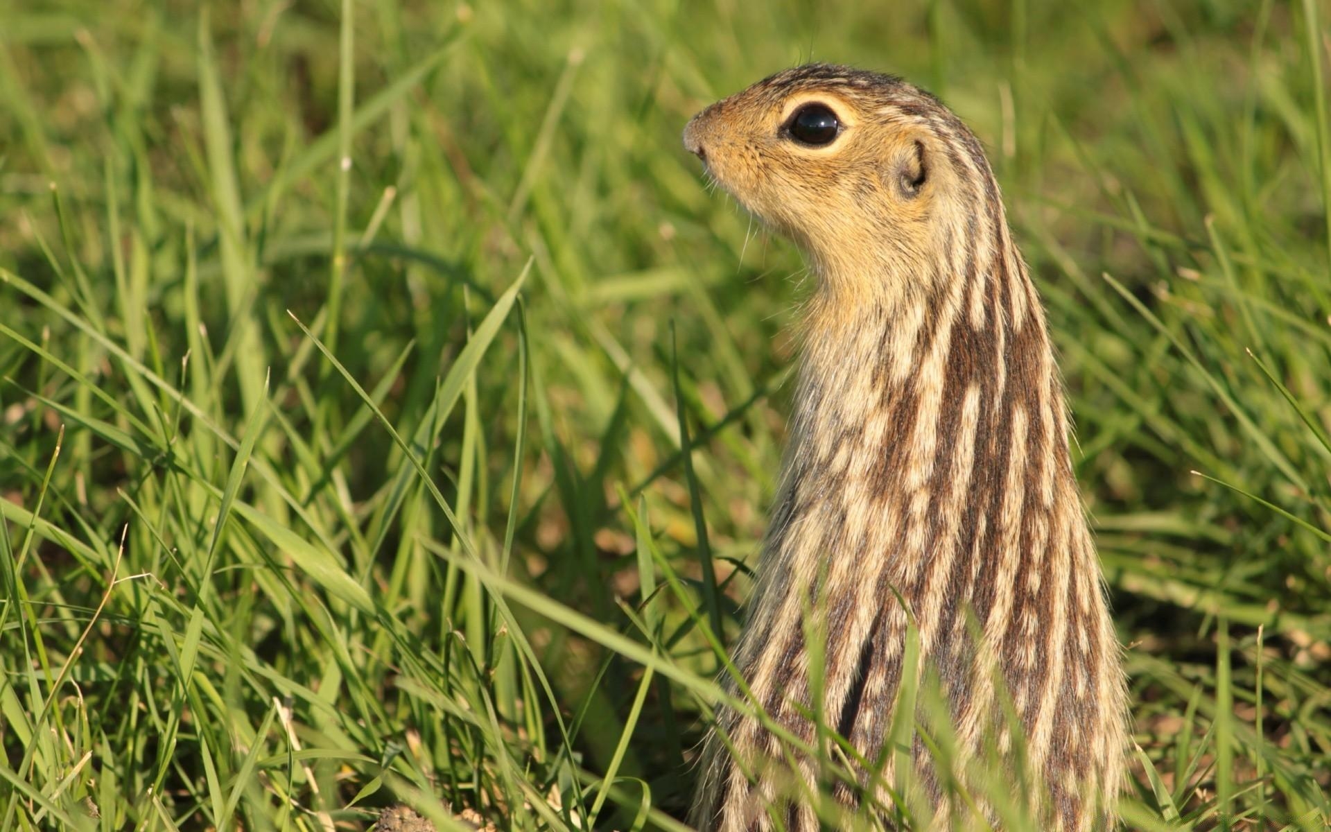 1920x1200 Gopher, Desktop