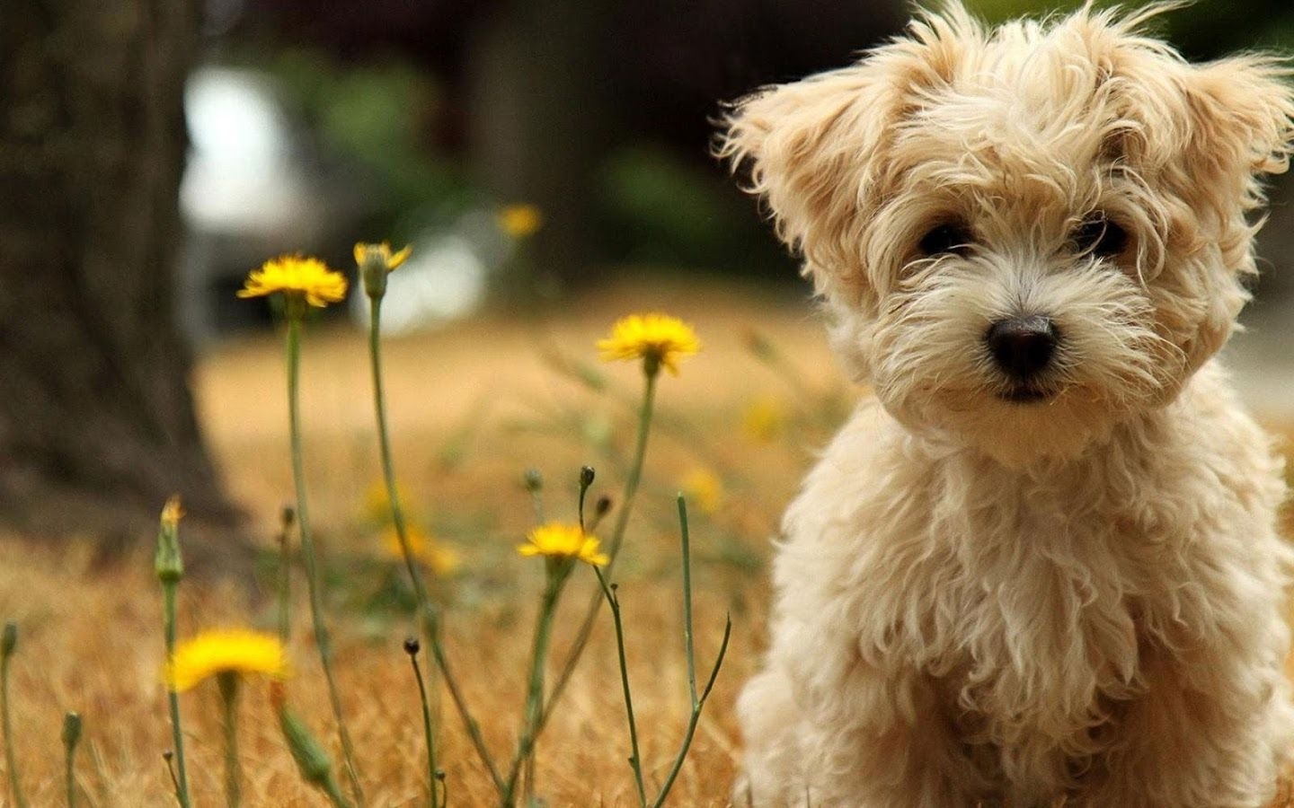 1440x900 Spring Puppy Wallpaper, Desktop