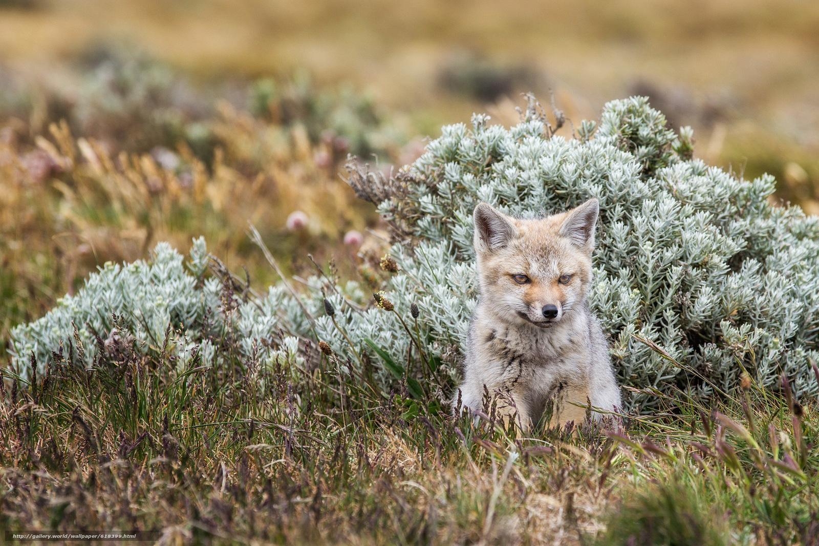 1600x1070 Download wallpaper fox, Tierra del Fuego, fox free desktop wallpaper, Desktop