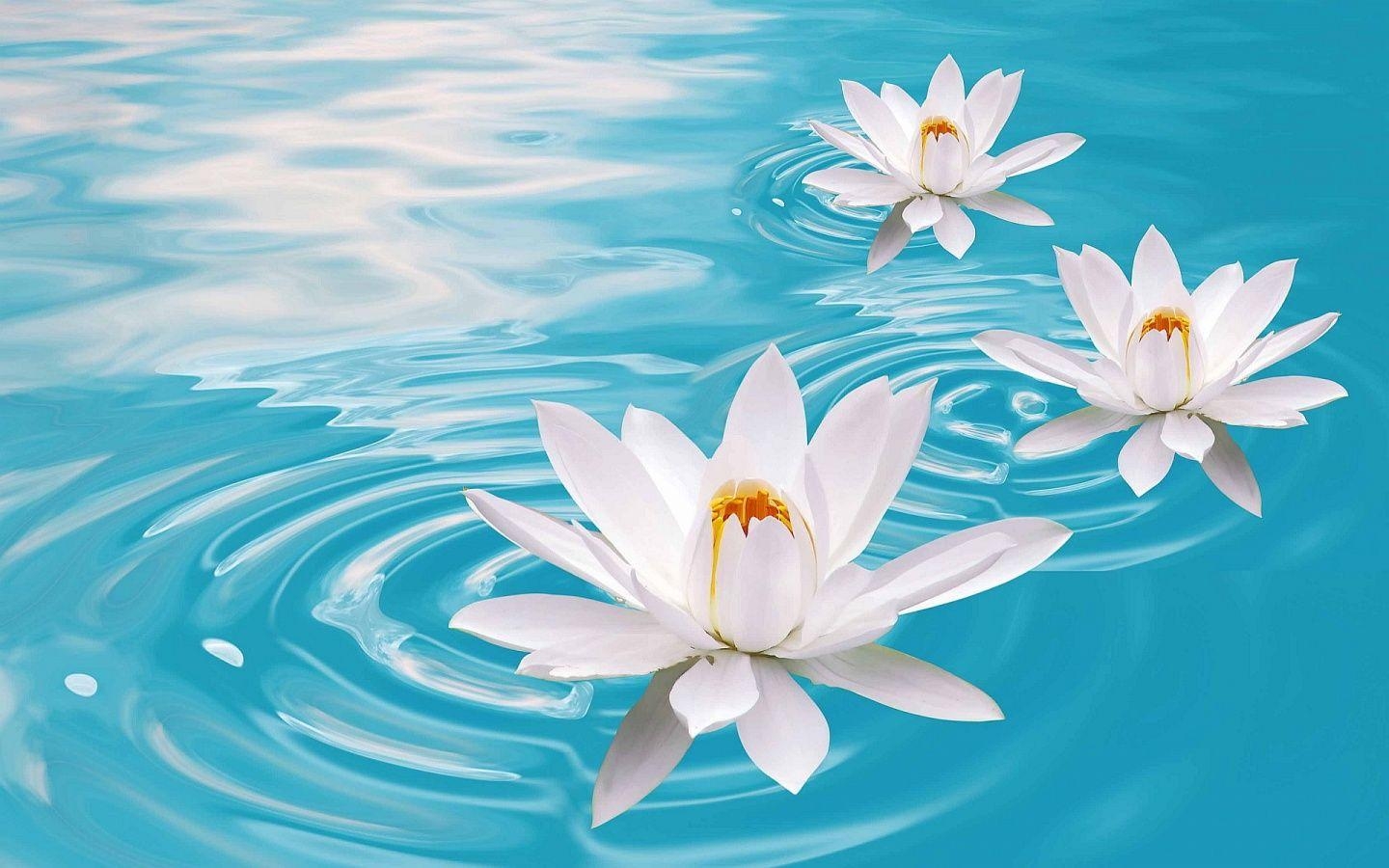 1440x900 In Gallery: Lotus Flower Wallpaper, 45 Lotus Flower HD Wallpaper, Desktop