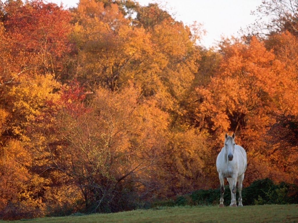 1030x770 Beautiful Autumn Horses Wallpaper, Desktop
