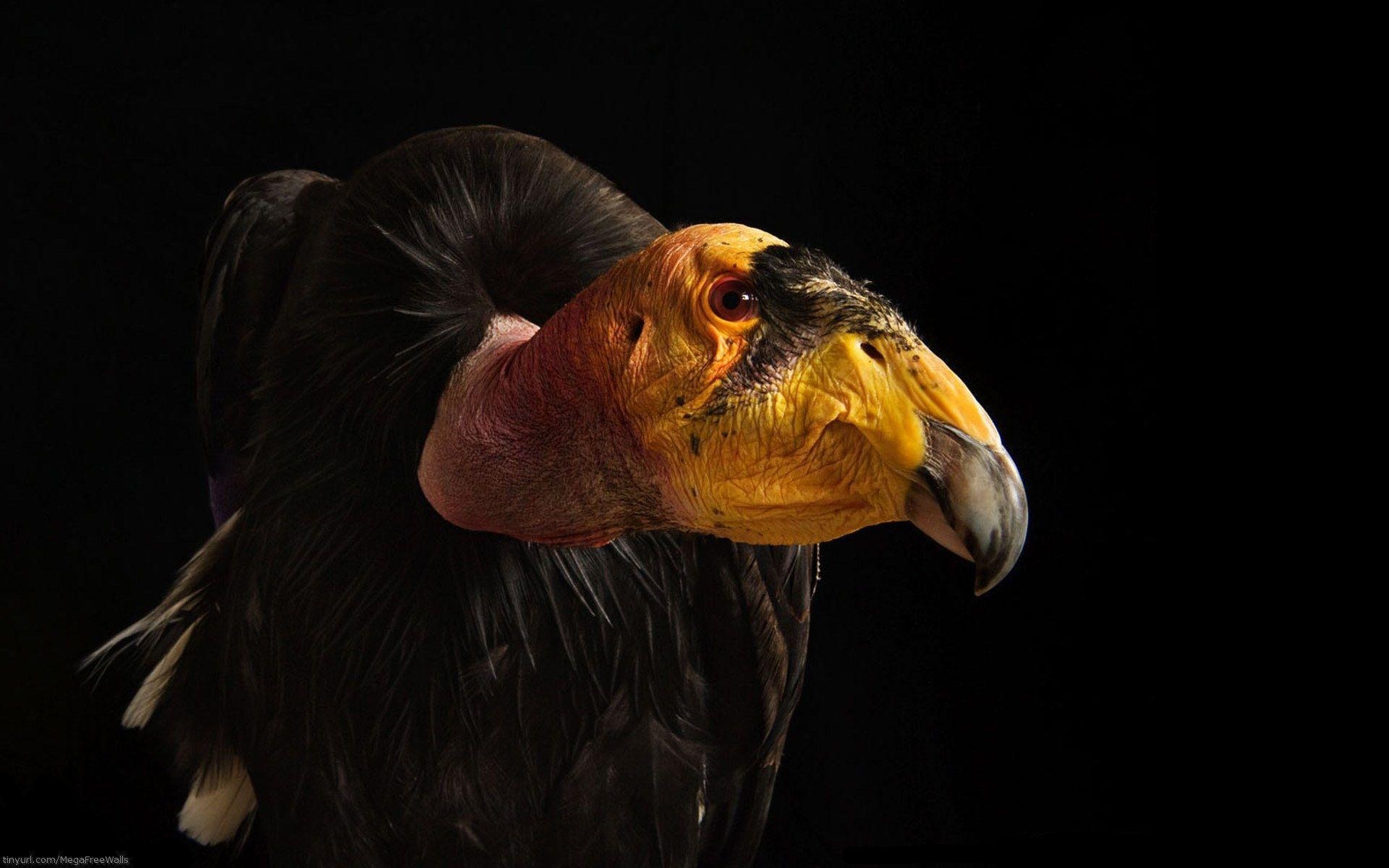 1920x1200 Vulture Computer Wallpaper, Desktop Background  Id: 278028, Desktop