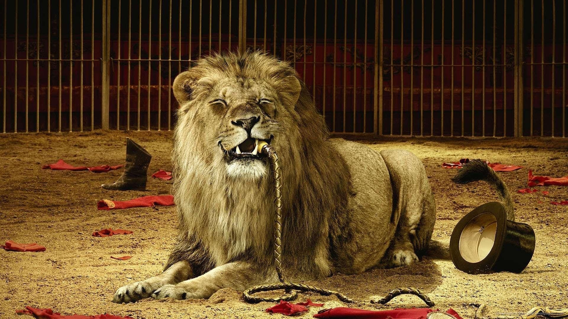 1920x1080 Angry Lion Wallpaper HD 07538, Desktop