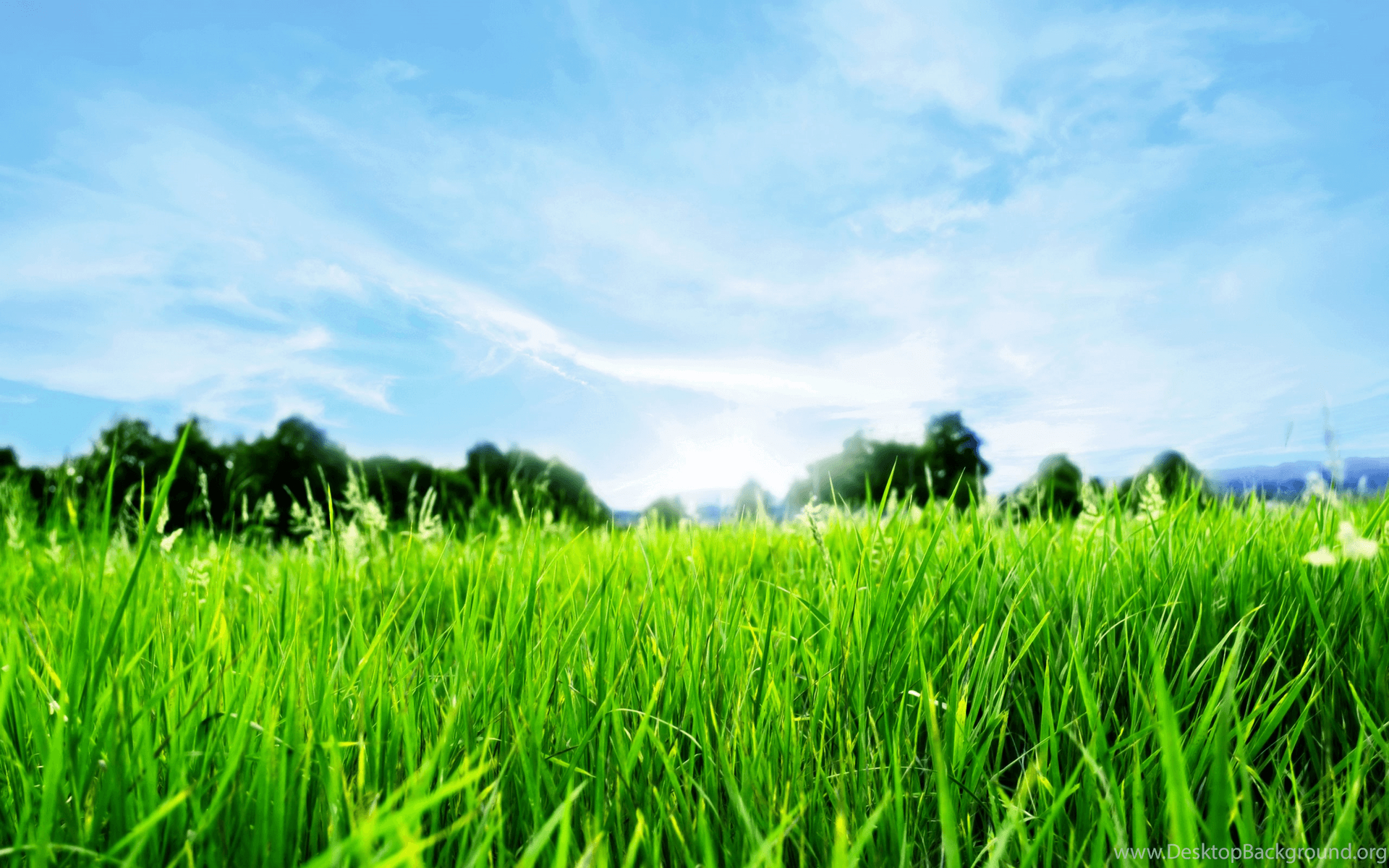 1920x1200 Grass Wallpaper HD Wallpaper Zone Desktop Background, Desktop