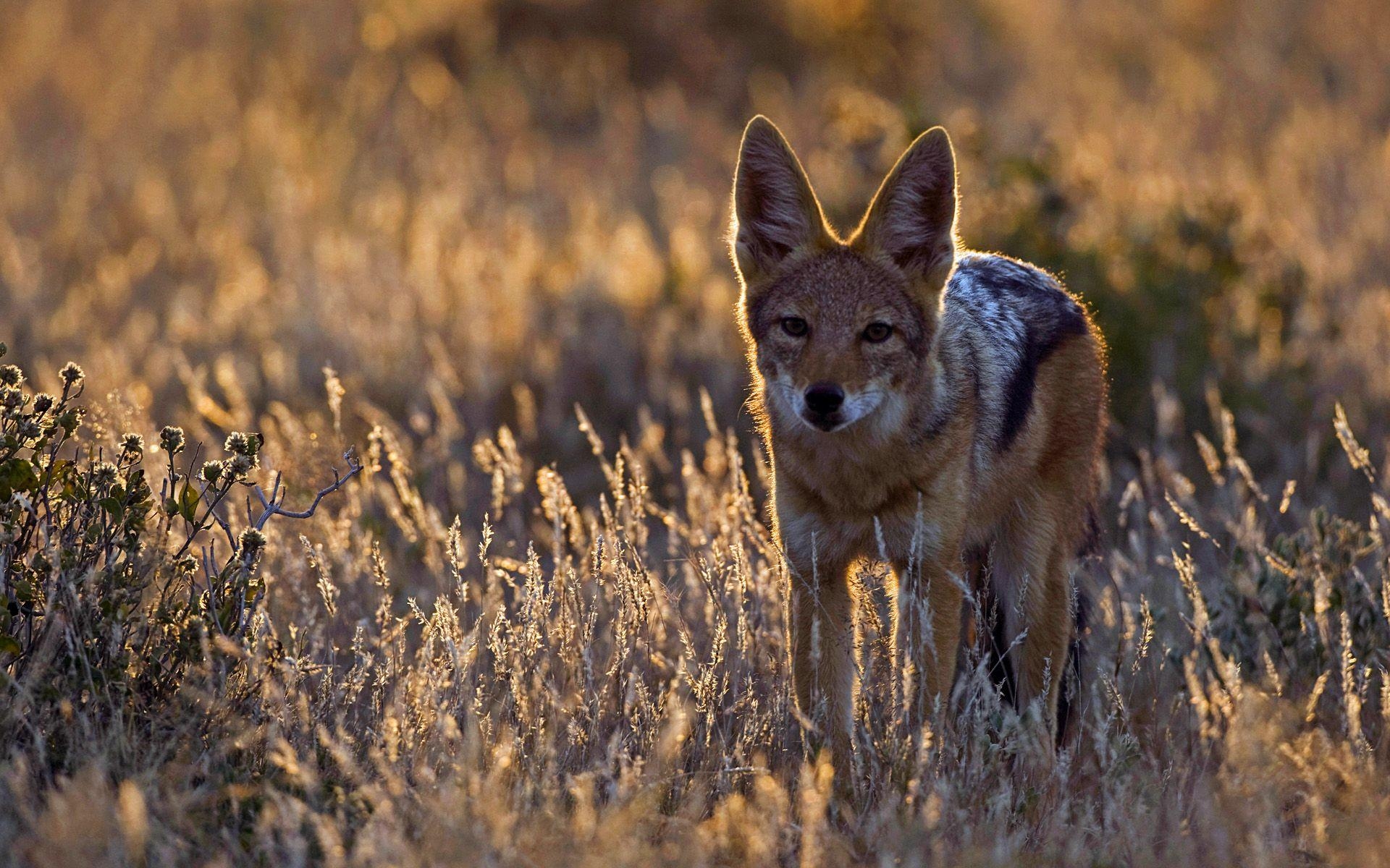 1920x1200 Black Backed Jackal (Canis Mesomelas), Botswana, Desktop