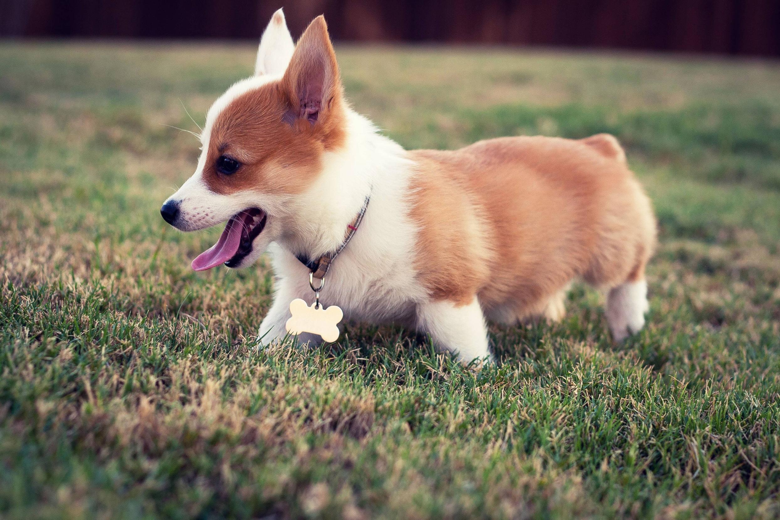2490x1660 Corgi Wallpaper. Corgi Wallpaper, Corgi Puppy Wallpaper and Corgi Fursuit Wallpaper, Desktop