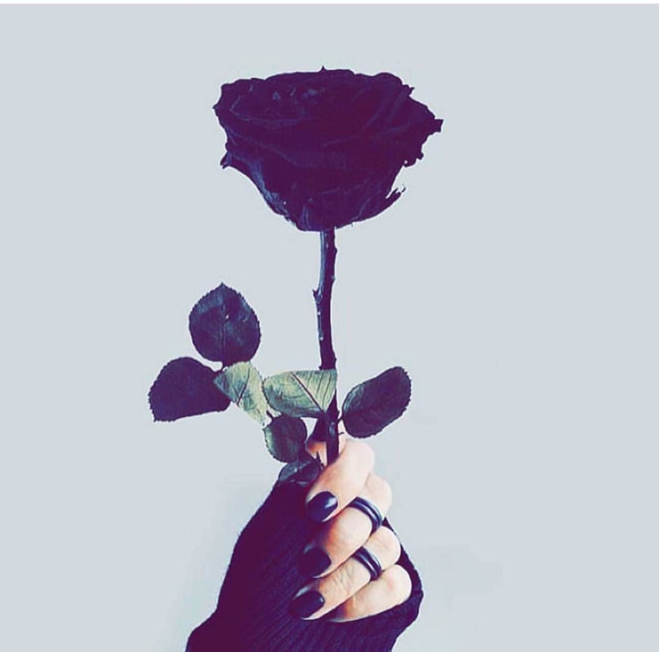 1300x1280 Black Rose wallpaper, Desktop