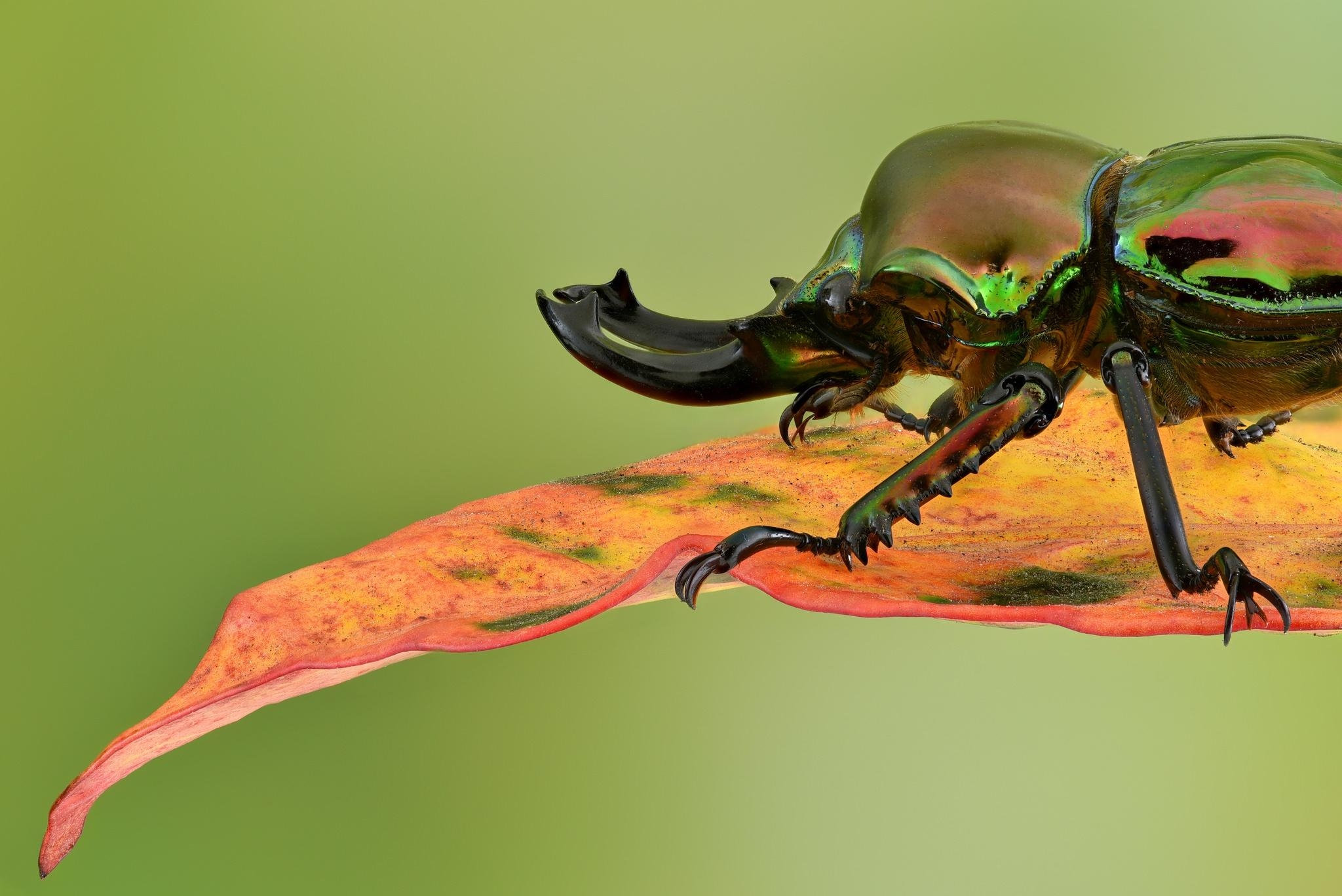 2050x1370 Rainbow Stag Beetle, (Phalacrognathus muelleri) HD Wallpaper, Desktop