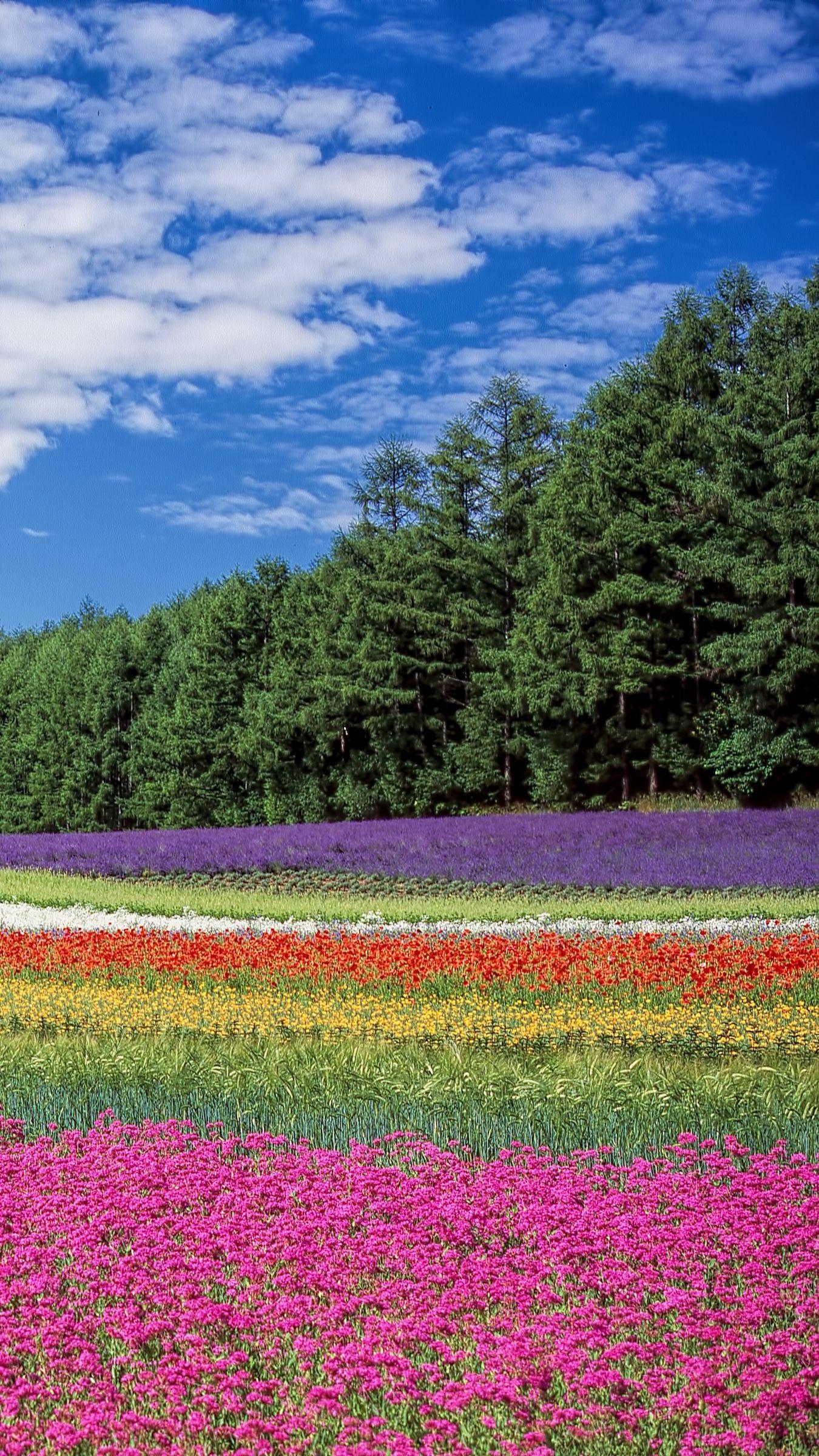 1350x2400 Download wallpaper  hokkaido, japan, flowers, field iphone, Phone