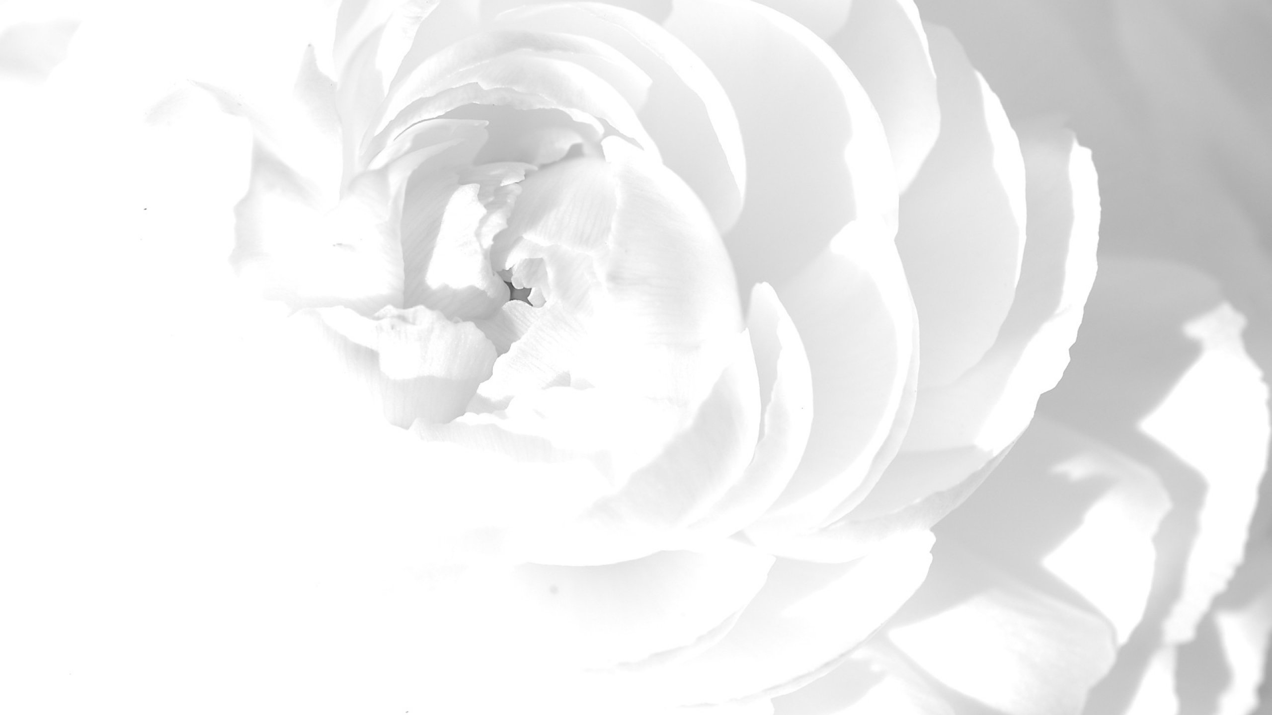 2560x1440 Bright White Wallpaper HD HD Wallpaper, Desktop