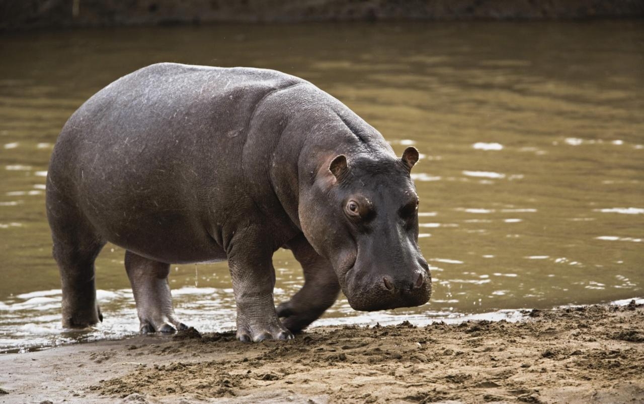 1280x810 Big Hippopotamus wallpaper. Big Hippopotamus, Desktop