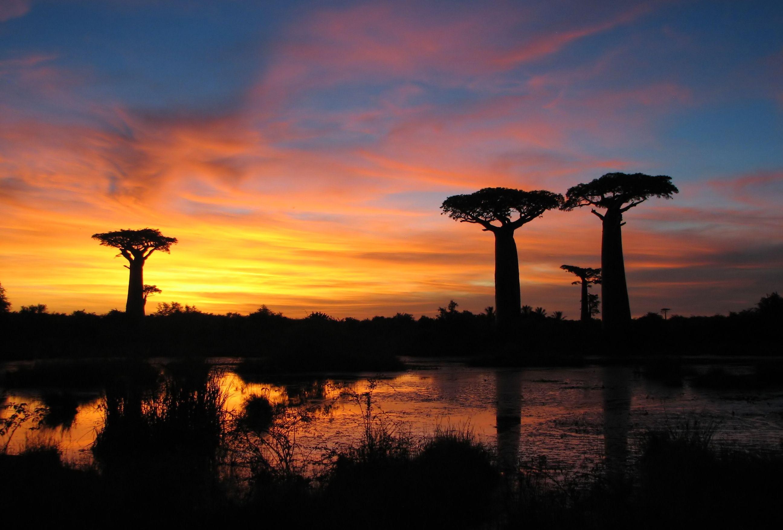 2600x1760 Baobab Avenue Tour Antananarivo, Antananarivo Province, Madagascar, Desktop