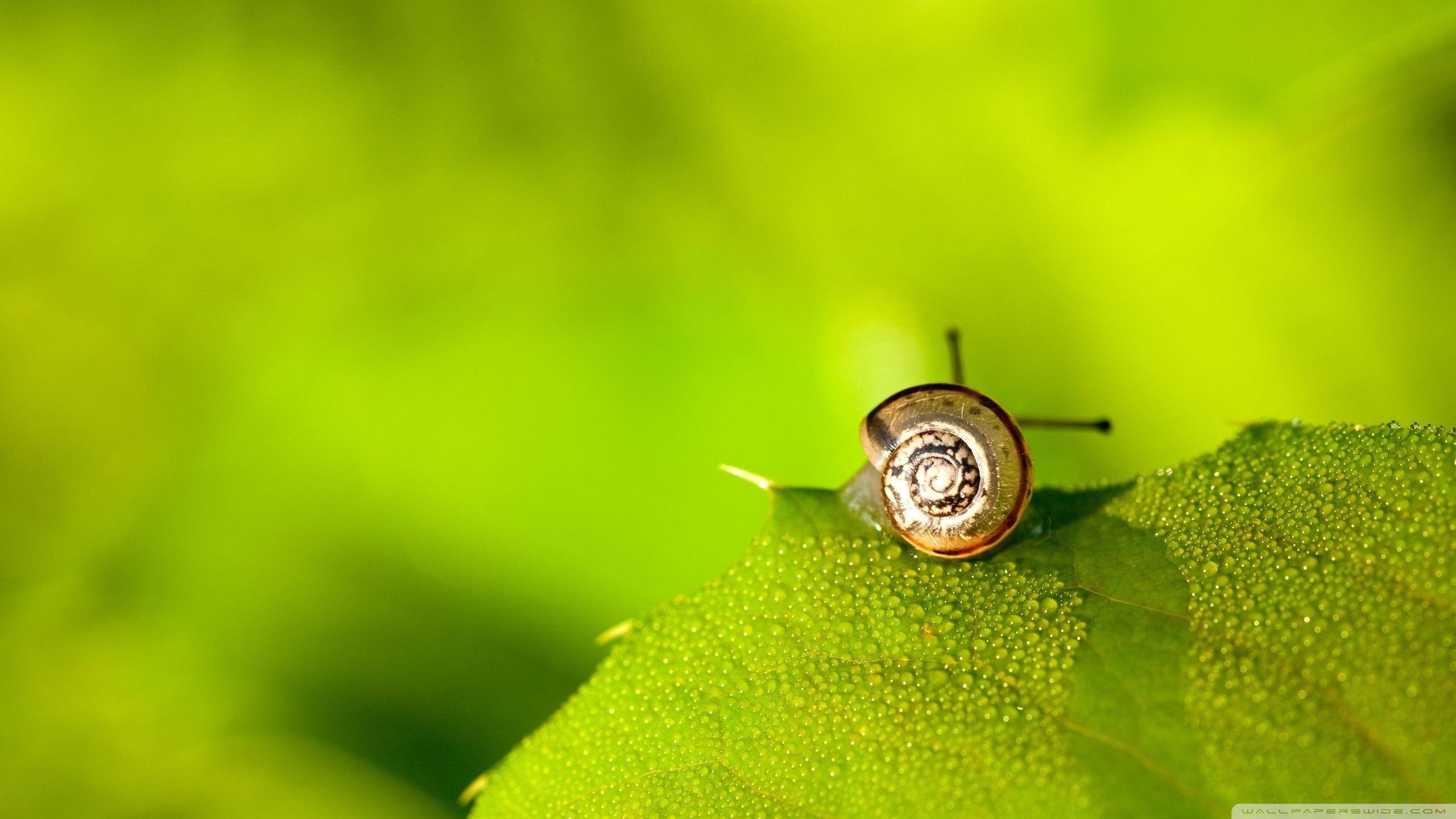 2560x1440 Snail On Leaf ❤ 4K HD Desktop Wallpaper for 4K Ultra HD TV • Dual, Desktop