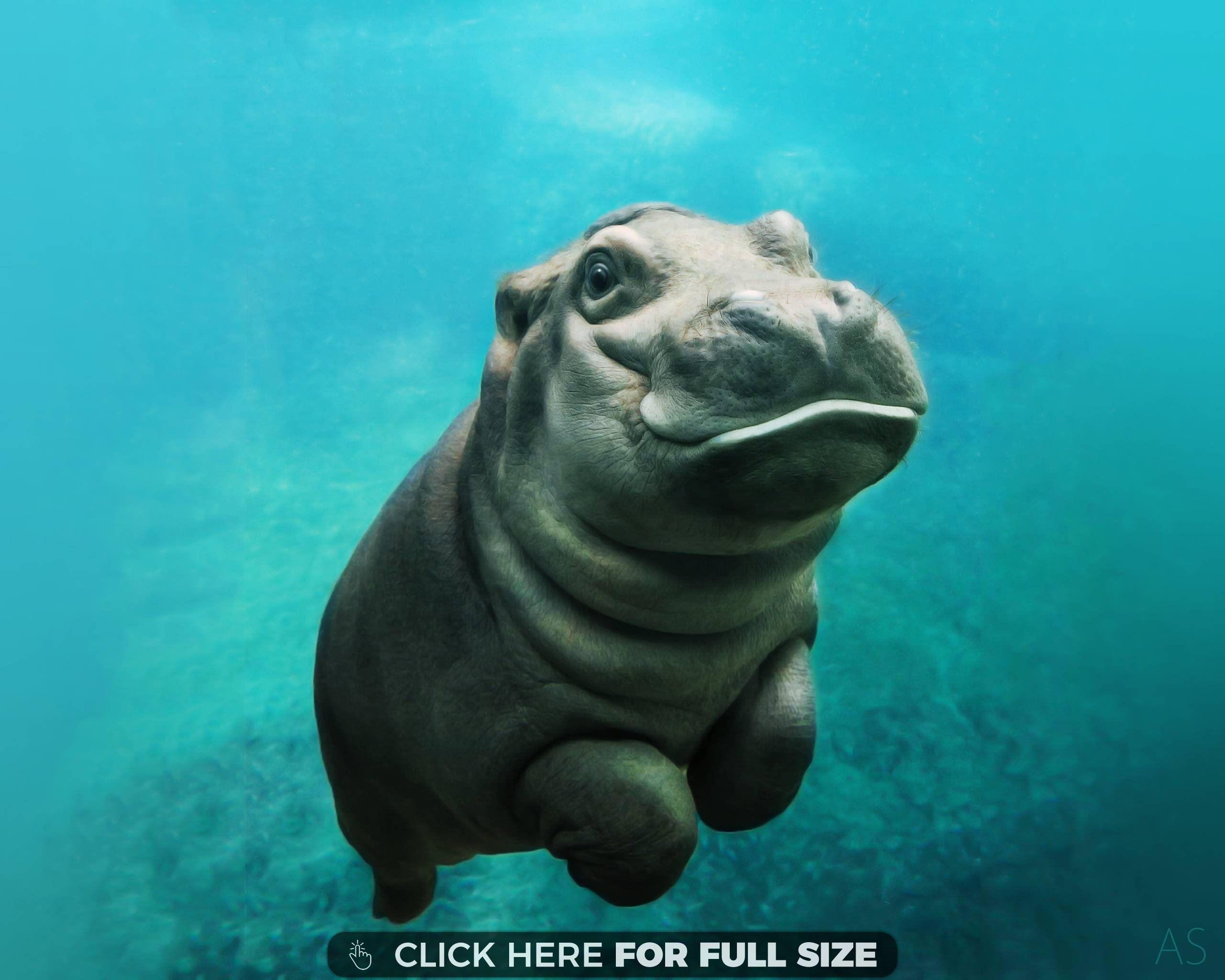 2560x2050 Baby Hippo Wallpaper Outstanding Cute Baby Hippo Wallpaper S, Desktop