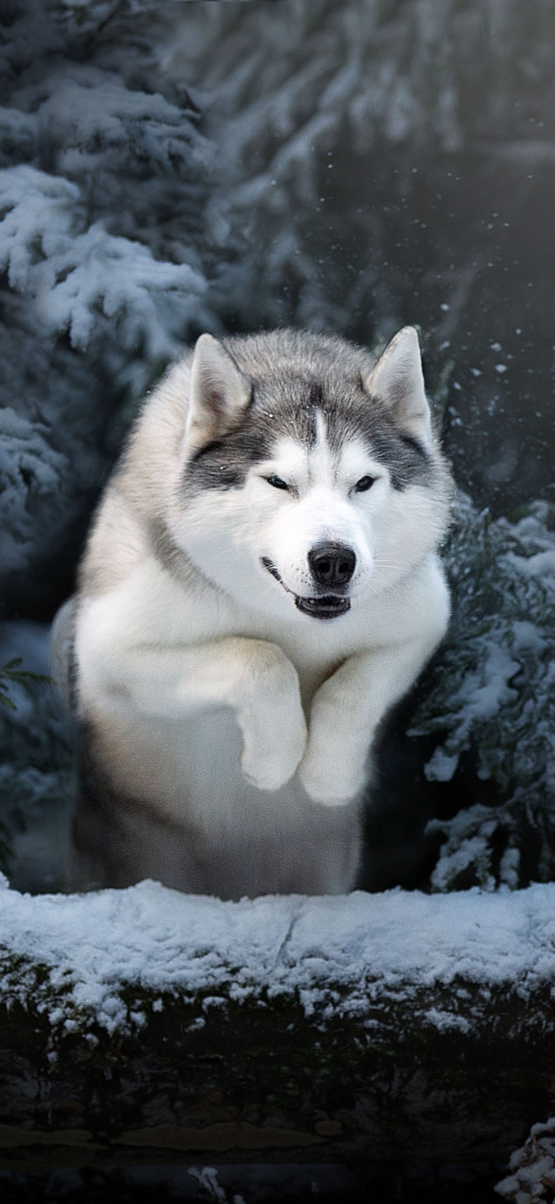 1080x2340 Wallpaper / Animal Husky, Dog, Winter,  Phone Wallpaper, Phone