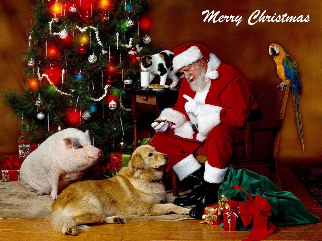 1030x770 Best Free Christmas Animal Wallpaper, Desktop