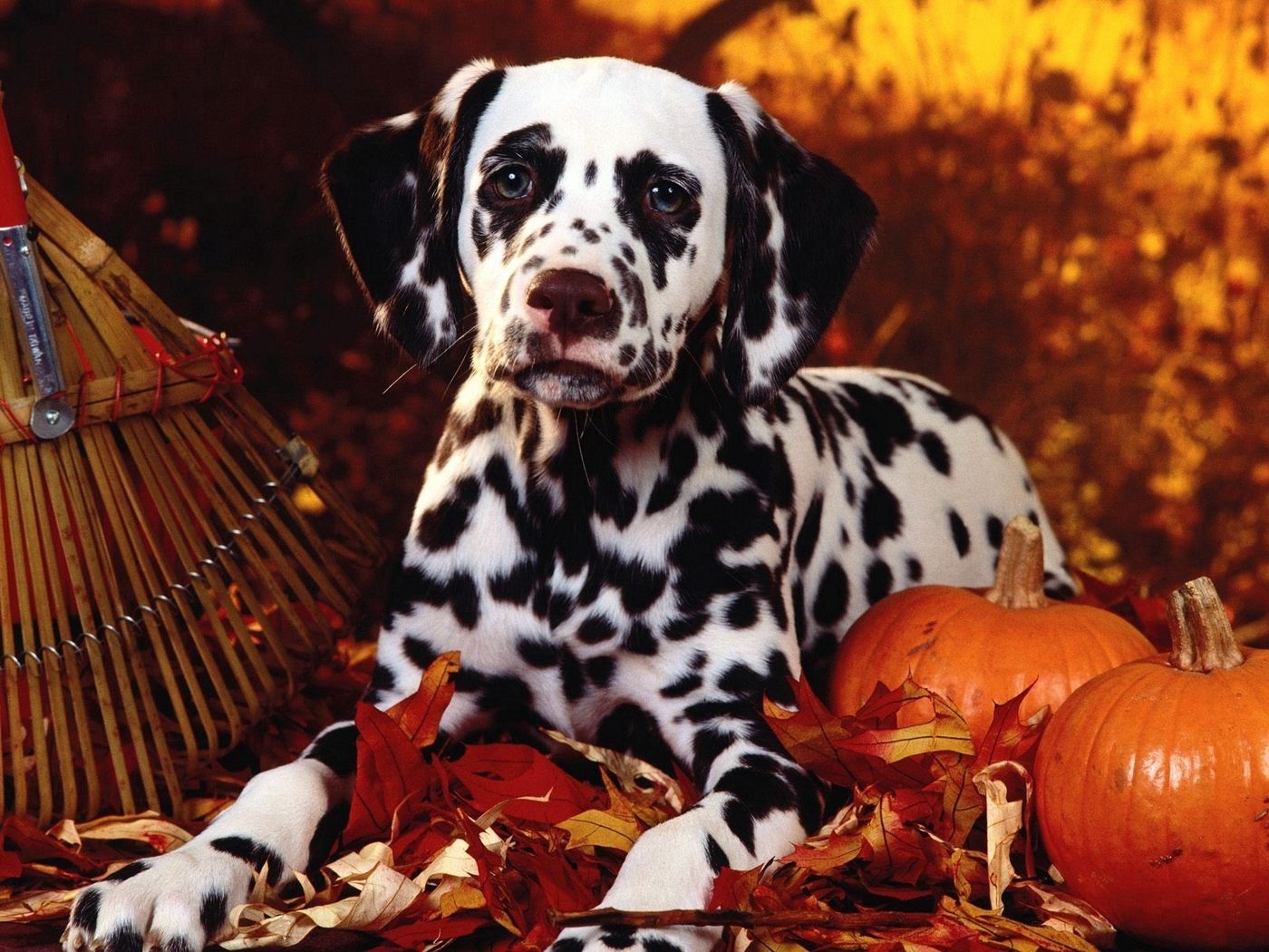 1400x1050 Download wallpaper  dalmatian, dog, sit, breed, pumpkins, leaves, halloween standard 4:3 HD background, Desktop