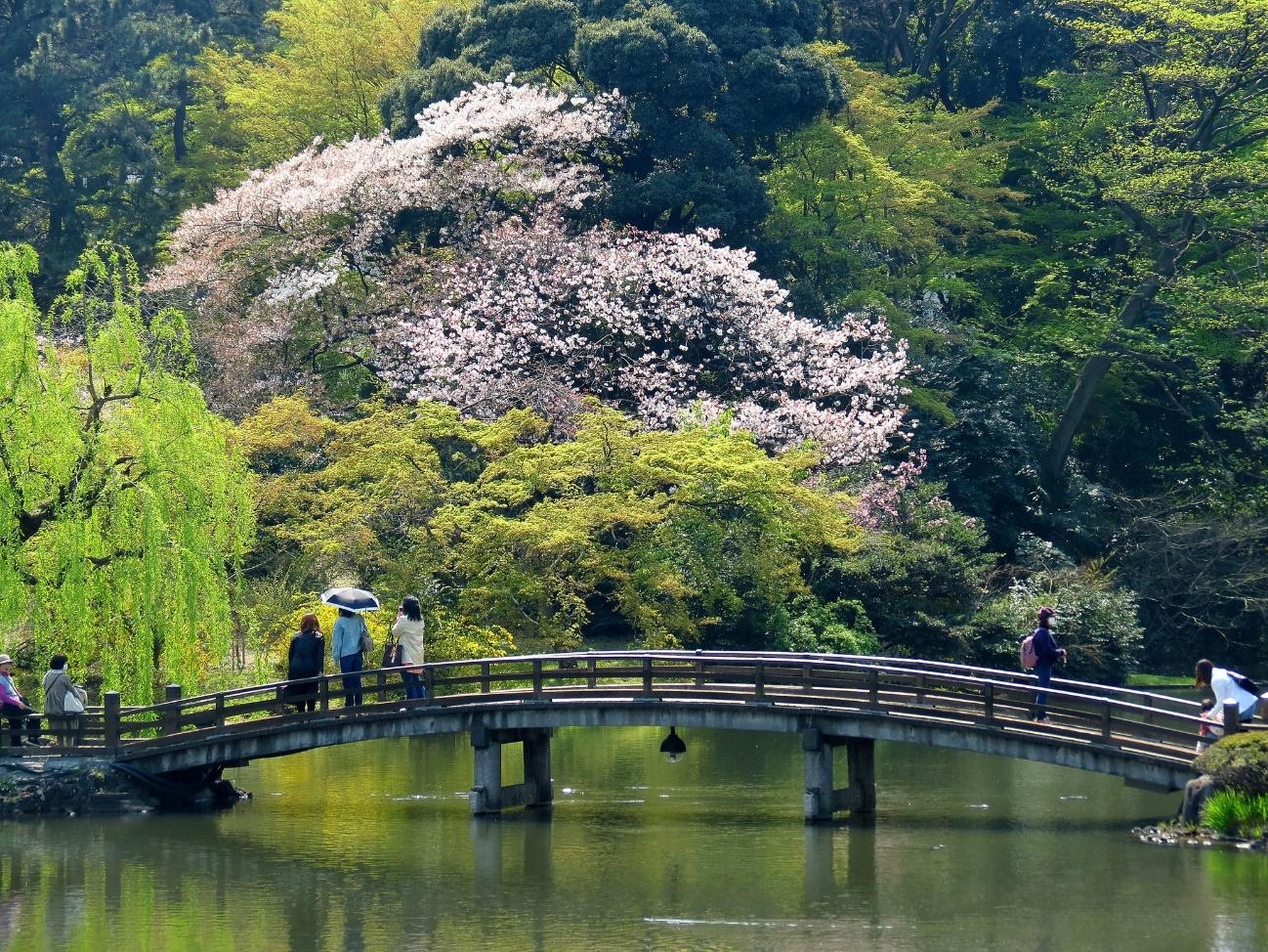 1300x980 Locals don't even know!? 5 Ways to Enjoy Shinjuku Gyoen, Desktop