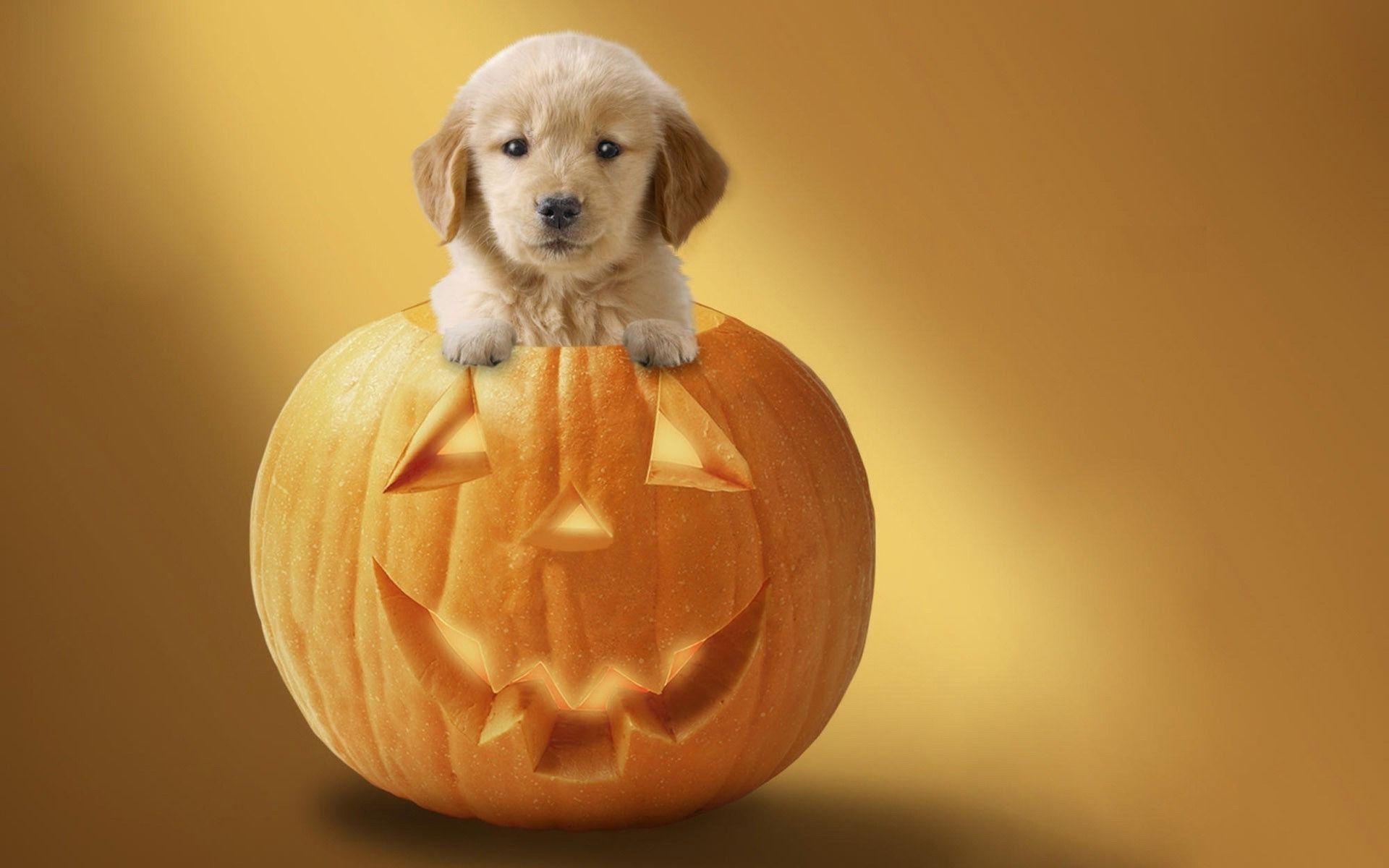 1920x1200 Puppies and Halloween Wallpaper, Desktop