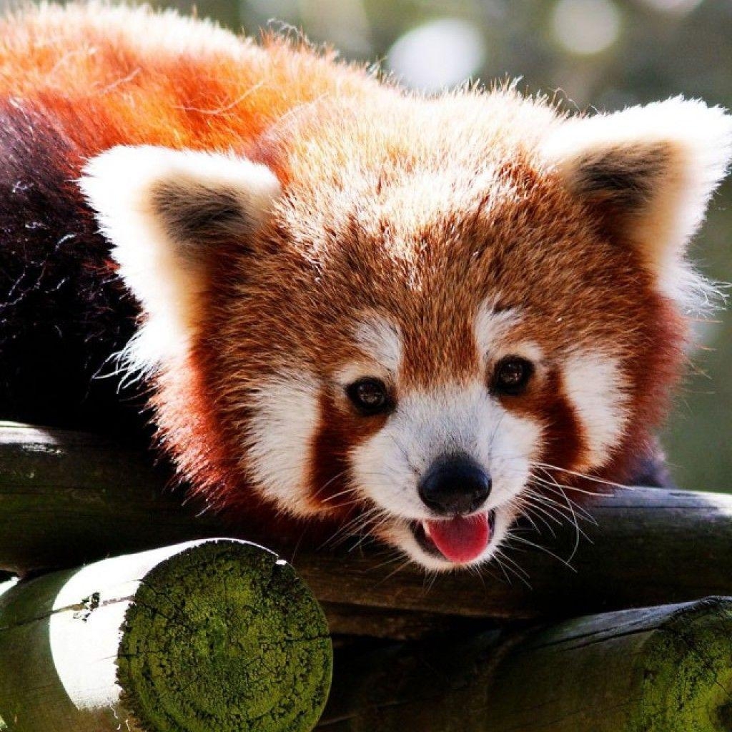 1030x1030 Red Panda Gif, Phone