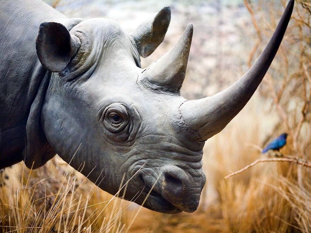 1030x770 Rhino Wallpaper HD Download, Desktop