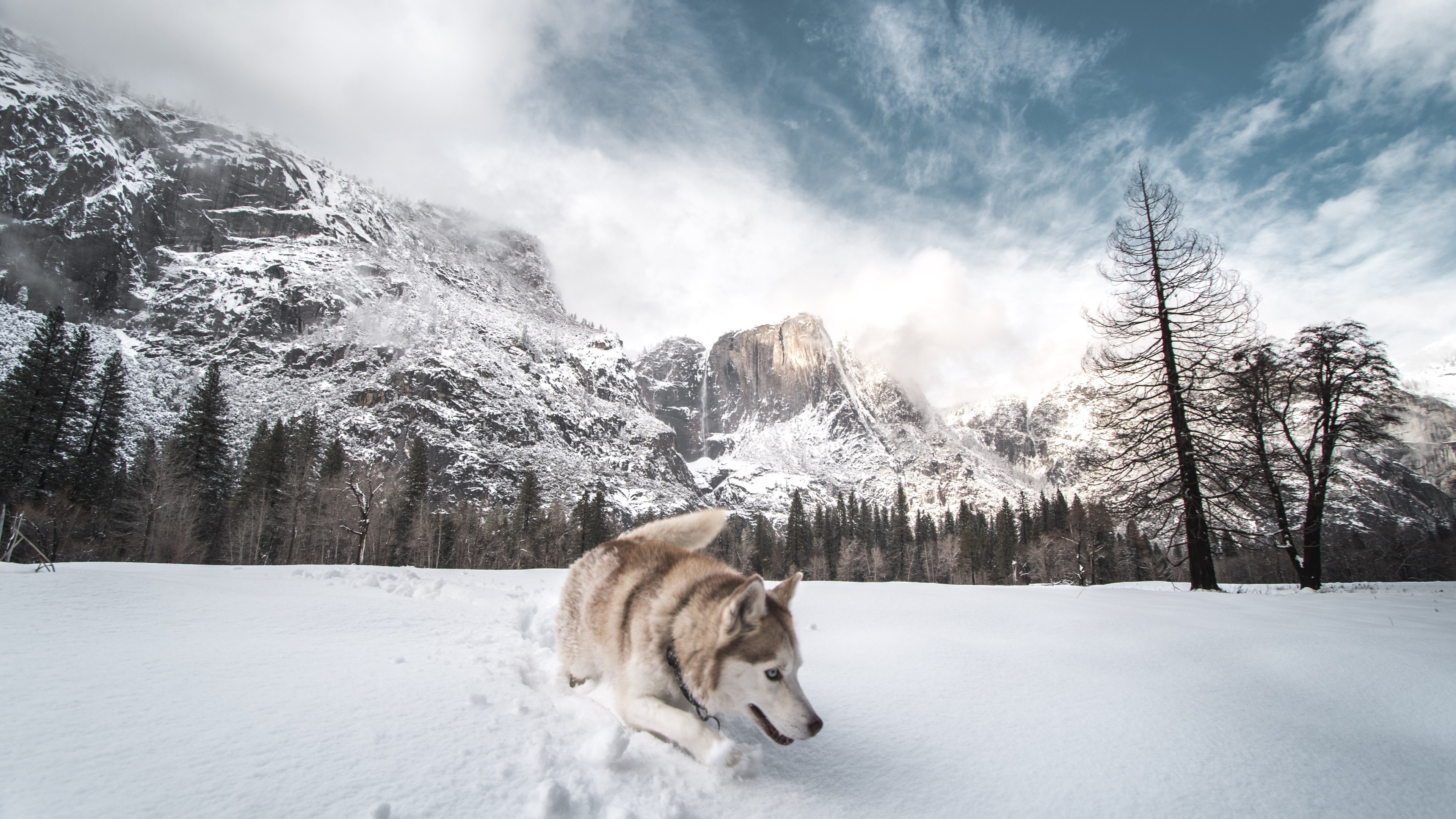 3840x2160 Wallpaper 4k Siberian Husky In Snow Wallpaper, Desktop