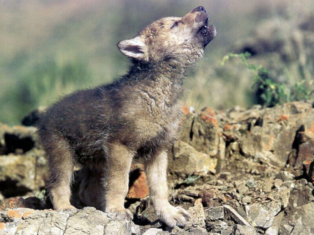 1030x770 Free download Baby Wolf Wallpaper [] for your Desktop, Mobile & Tablet. Explore Baby Wolf Wallpaper. Wolf Border Wallpaper, Cute Baby Wolf Wallpaper, Desktop