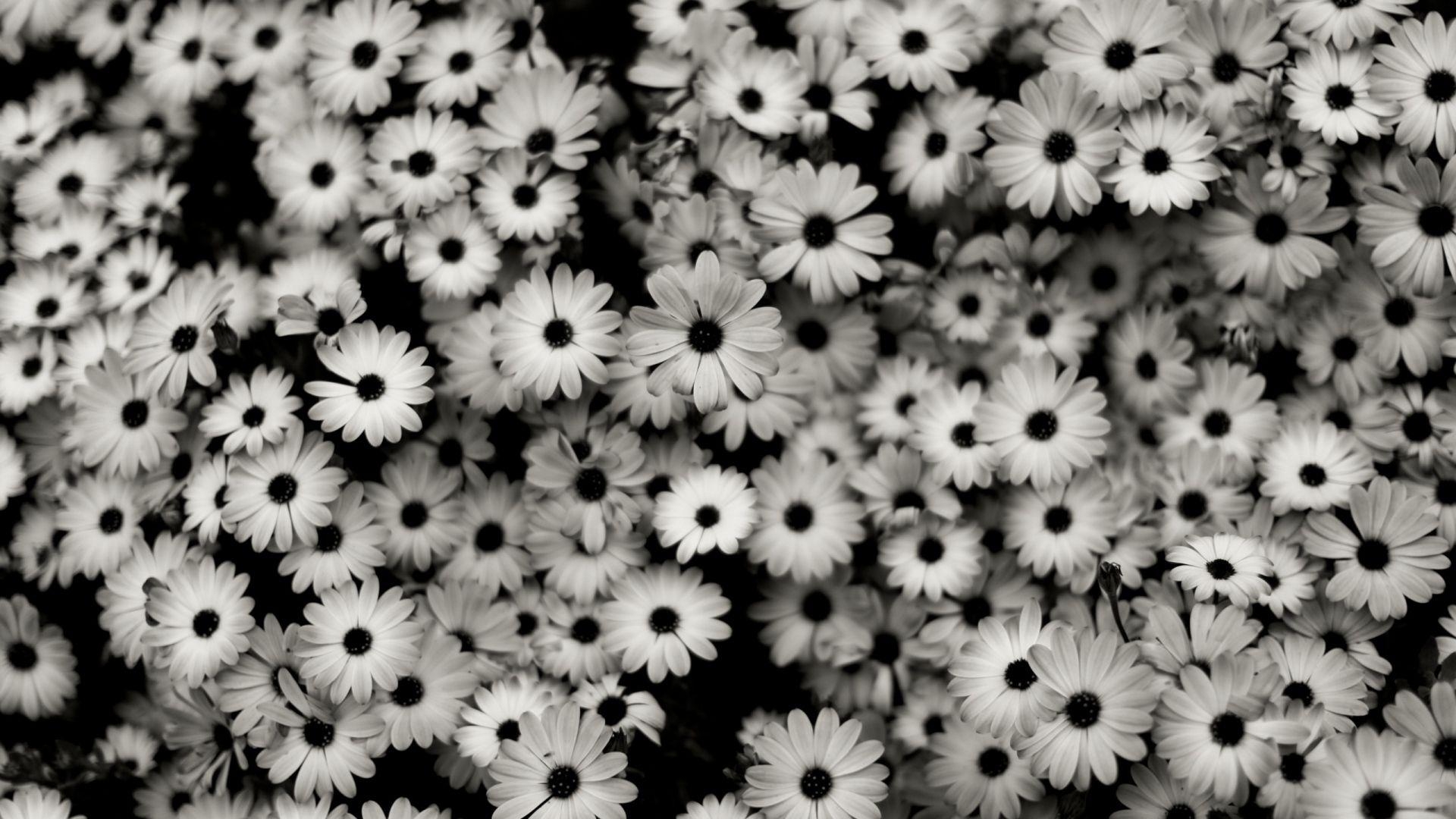 1920x1080 white daisies HD wallpaper HD sharovarka, Desktop