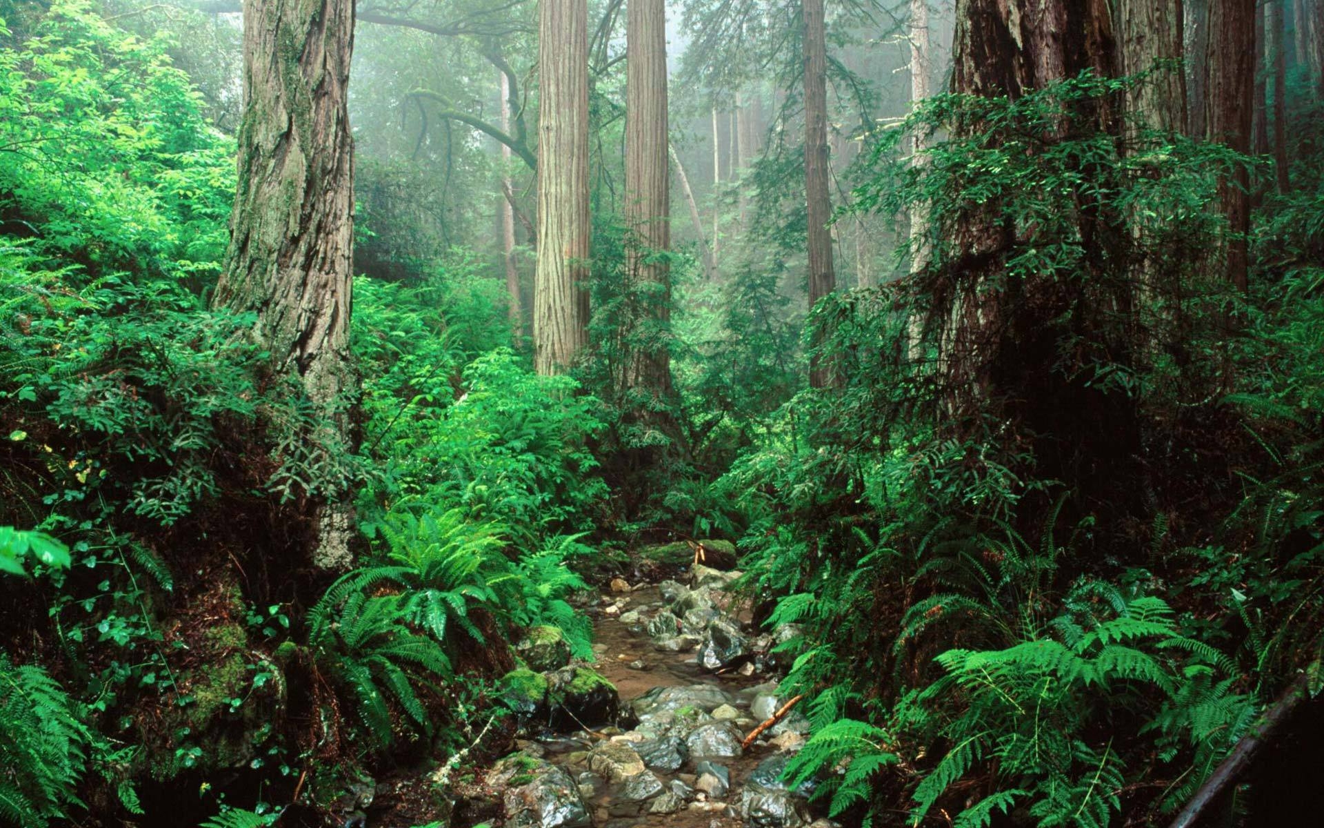 1920x1200 Olympic National Forest Wallpaper, Olympic National Forest Full, Desktop