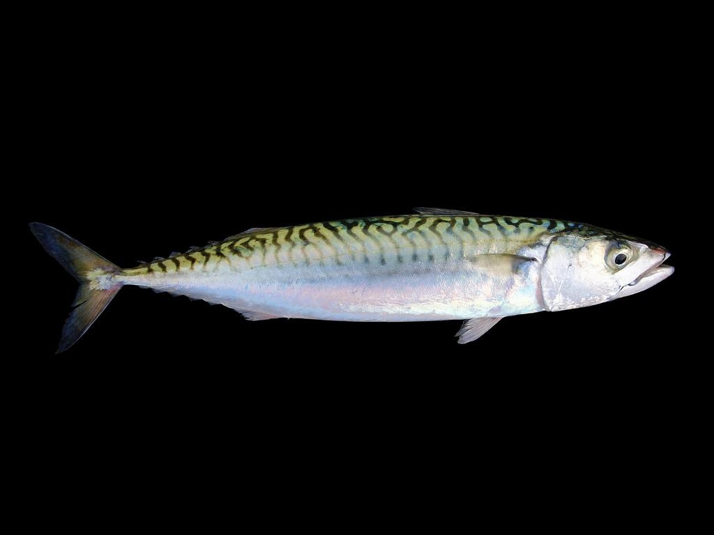 1030x770 Atlantic Mackerel (Fish of Coastal New Jersey) · iNaturalist, Desktop