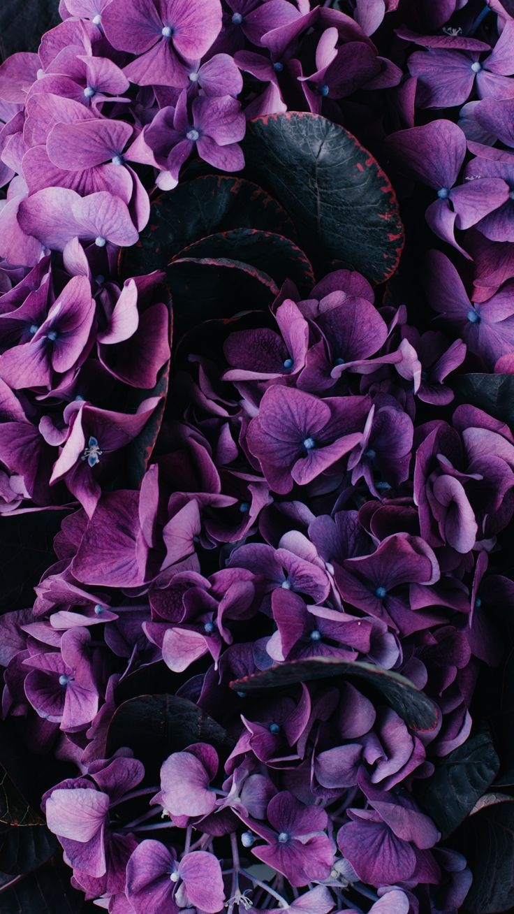 740x1310 Purple Flowers Download More Floral iPhone Wallpaper, Phone