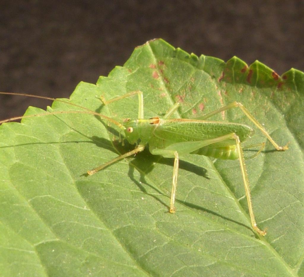 1030x940 Oak Bush Cricket, Desktop