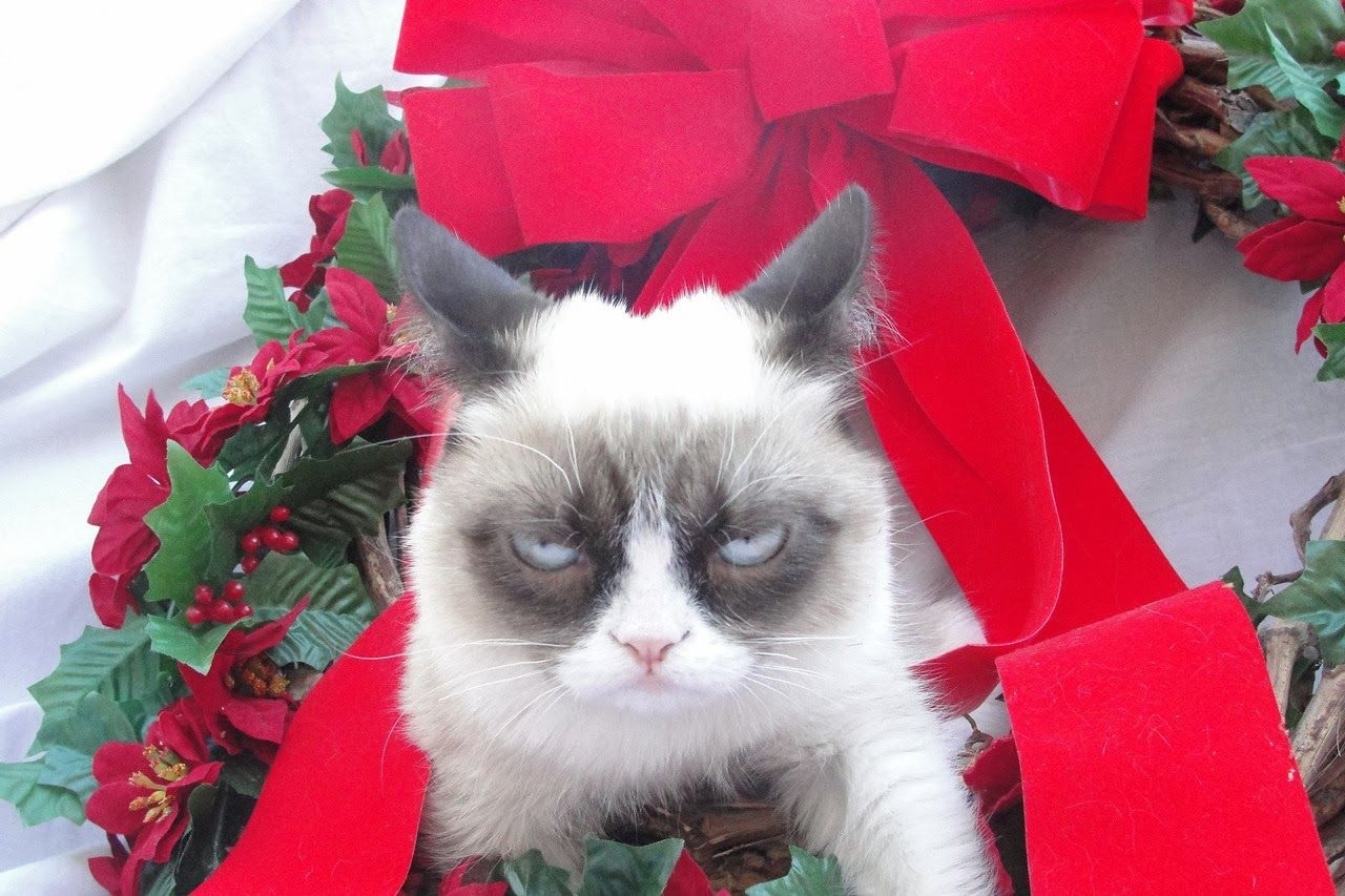 1280x860 Free download Top HD Wallpaper Grumpy cat christmas wallpaper 2013 [] for your Desktop, Mobile & Tablet. Explore Grumpy Cat Christmas Wallpaper. Grumpy Cat Wallpaper for Computer, Grumpy Cat Desktop Wallpaper, Desktop