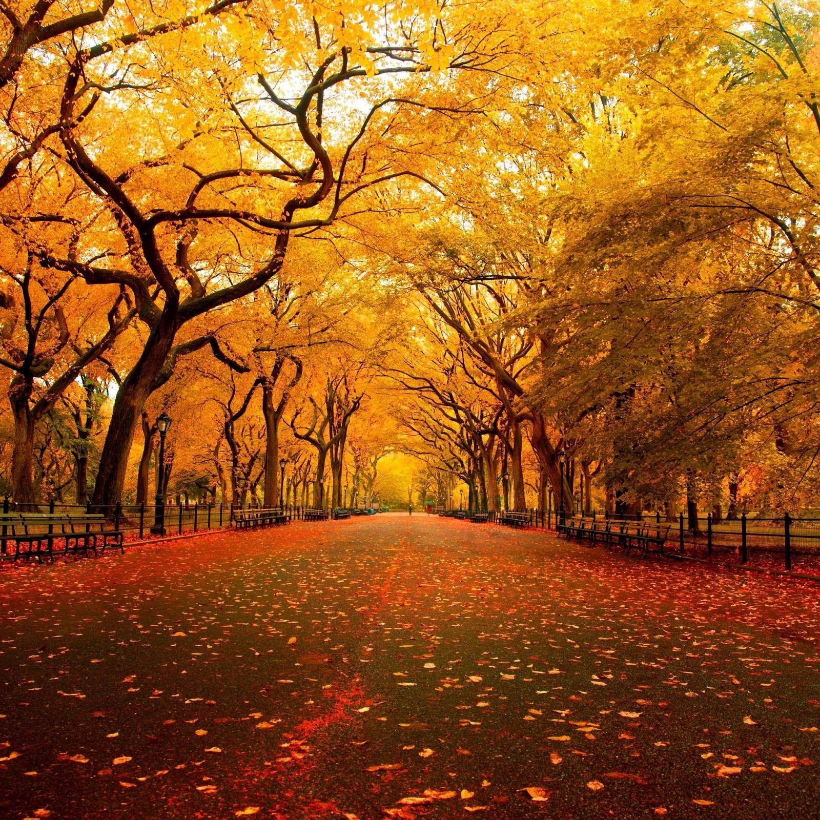 1600x1600 Autumn Themed HD Wallpaper for The New iPad, Apps, Phone