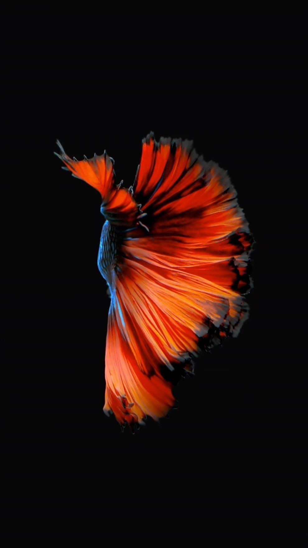 990x1760 How to Get Apple's Live Fish Wallpaper Back on Your iPhone, Phone