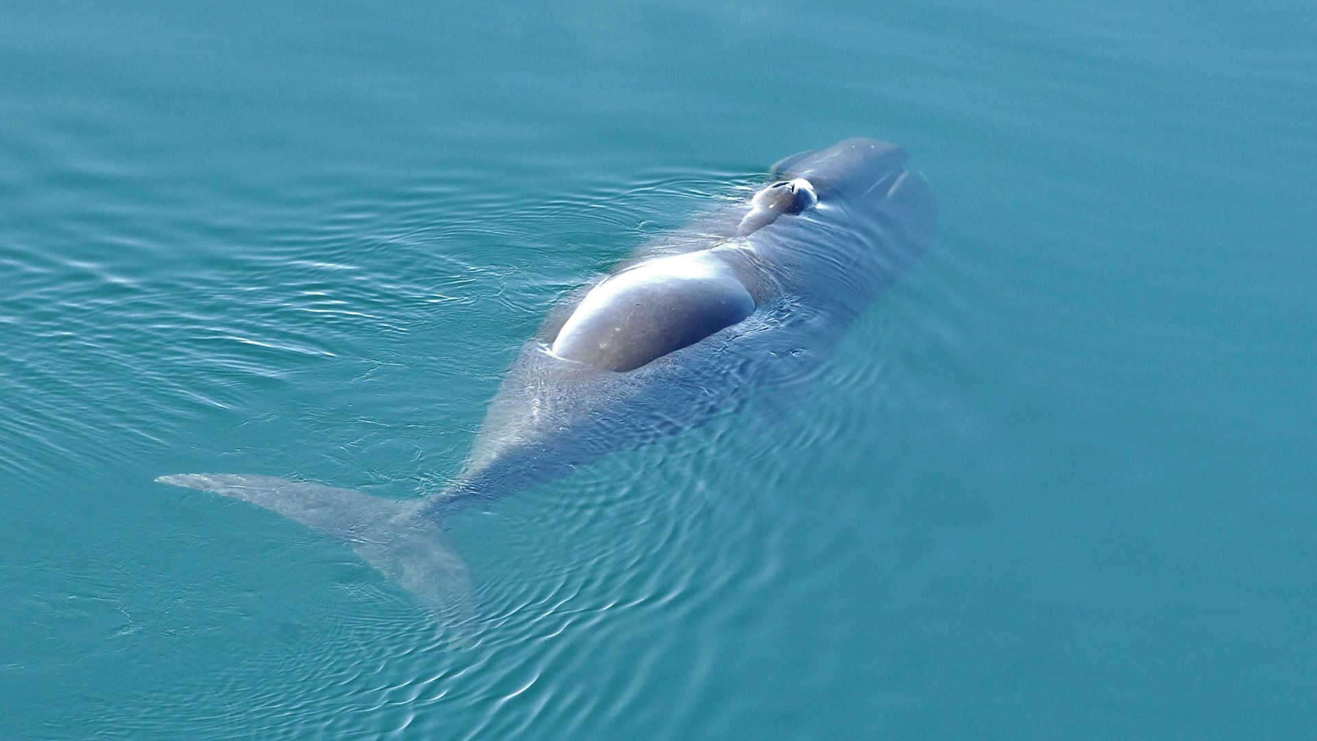 1920x1080 The Jazz Like Sounds Of Bowhead Whales, Desktop