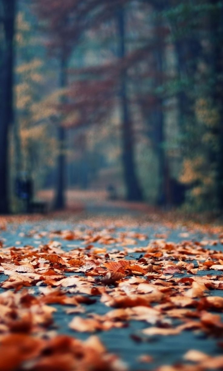 740x1230 View of walkway scattered with fallen autumn leaves. Autumn photography, Fall wallpaper, Fall picture, Phone