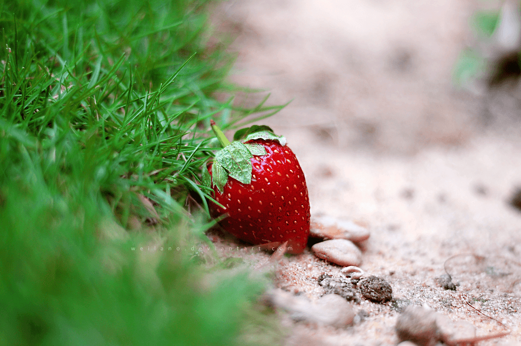 1030x680 strawberry wallpaper, Desktop