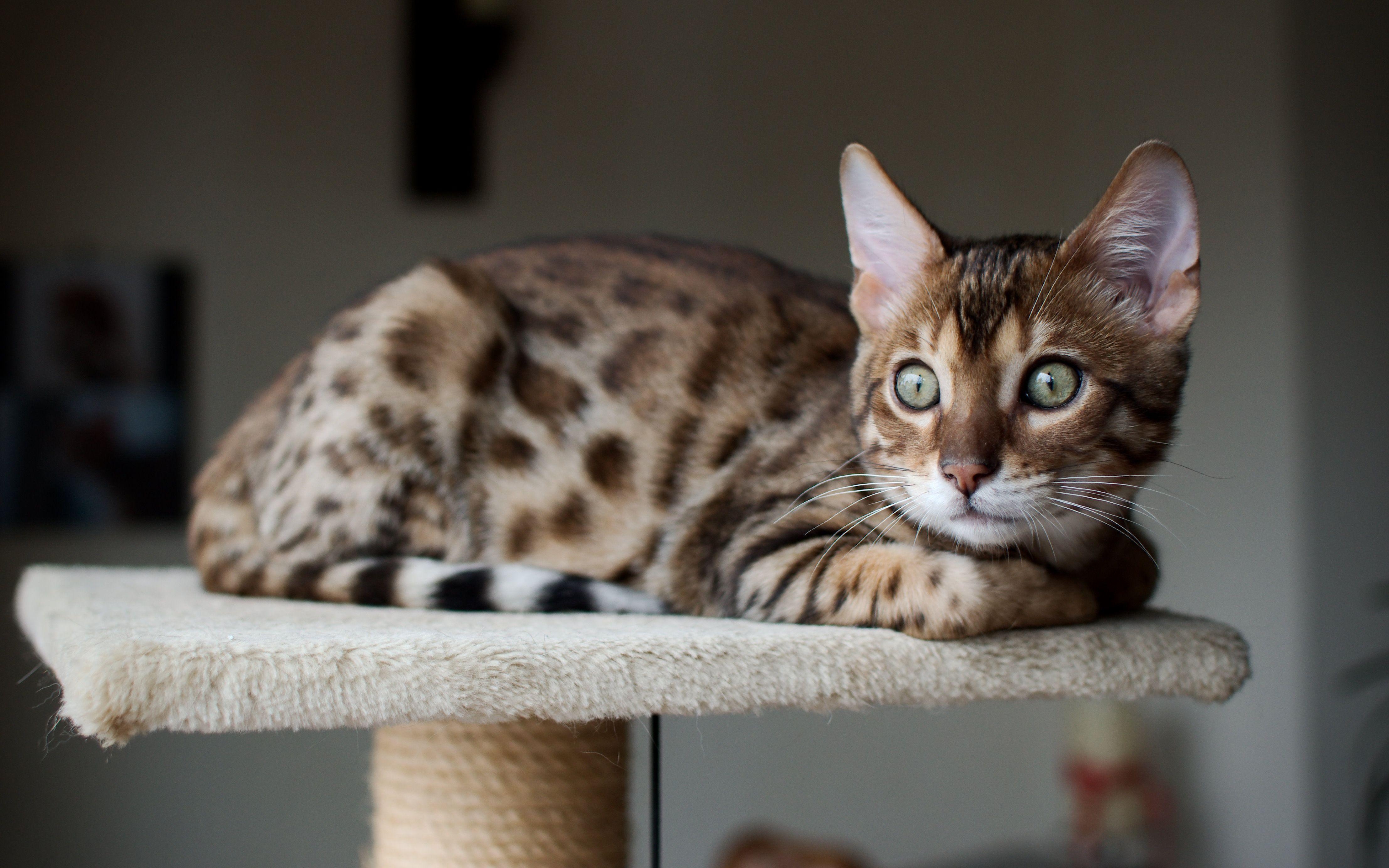 4430x2770 Beautiful Bengal cat saw someone wallpaper and image, Desktop