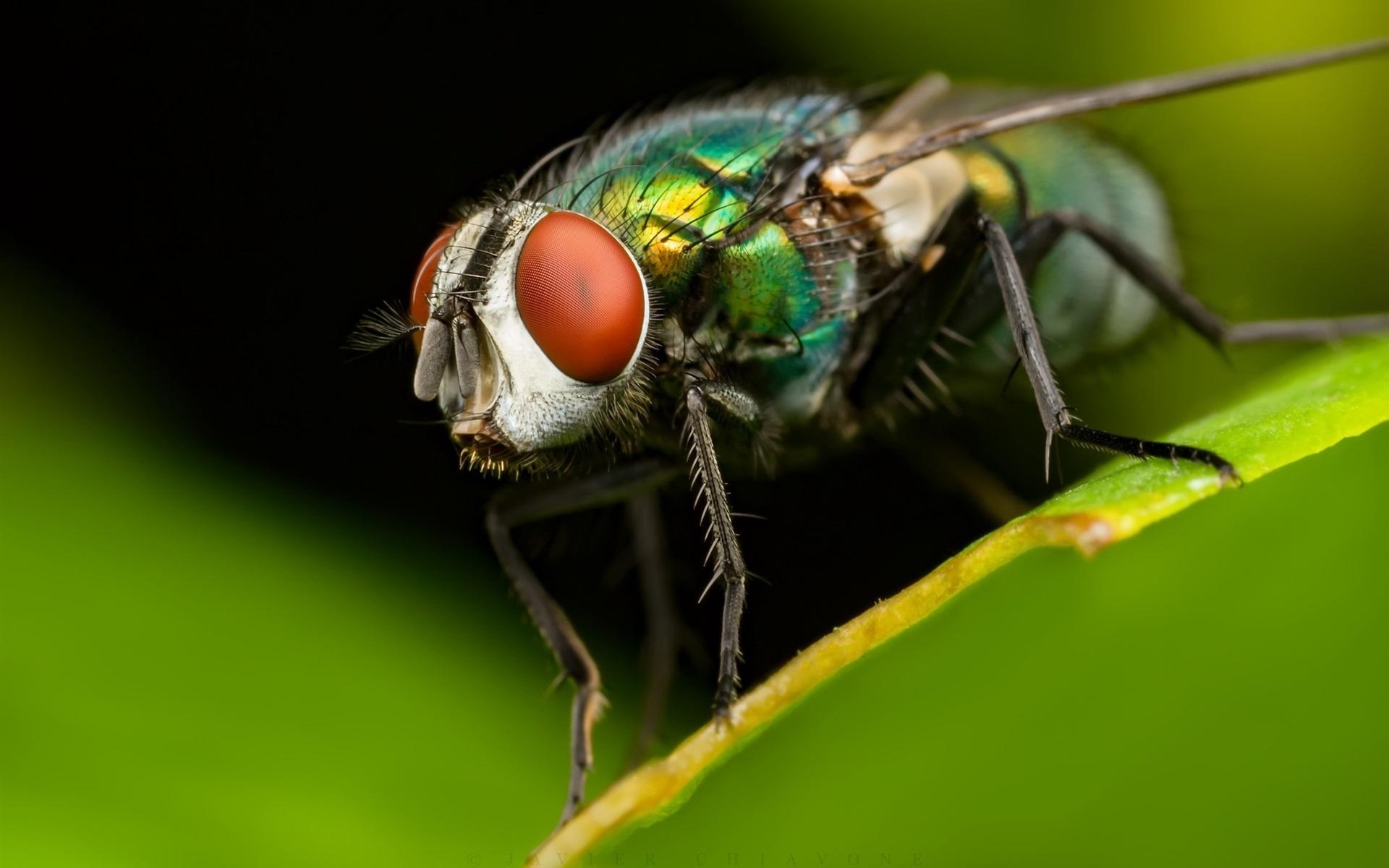 1920x1200 Wallpaper Insect housefly macro photography, green leaf, Desktop