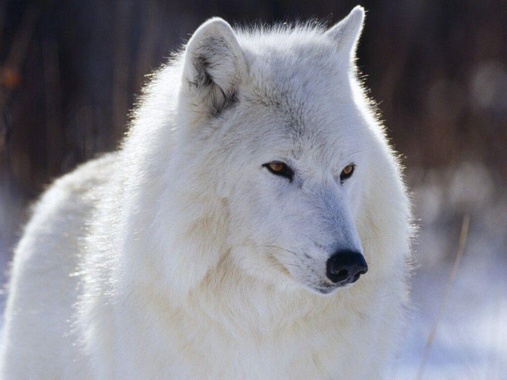 1030x770 White Wolf, Desktop