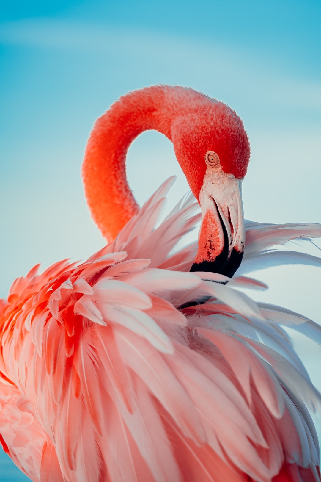 1080x1620 pink flamingo in close up photography photo, Phone