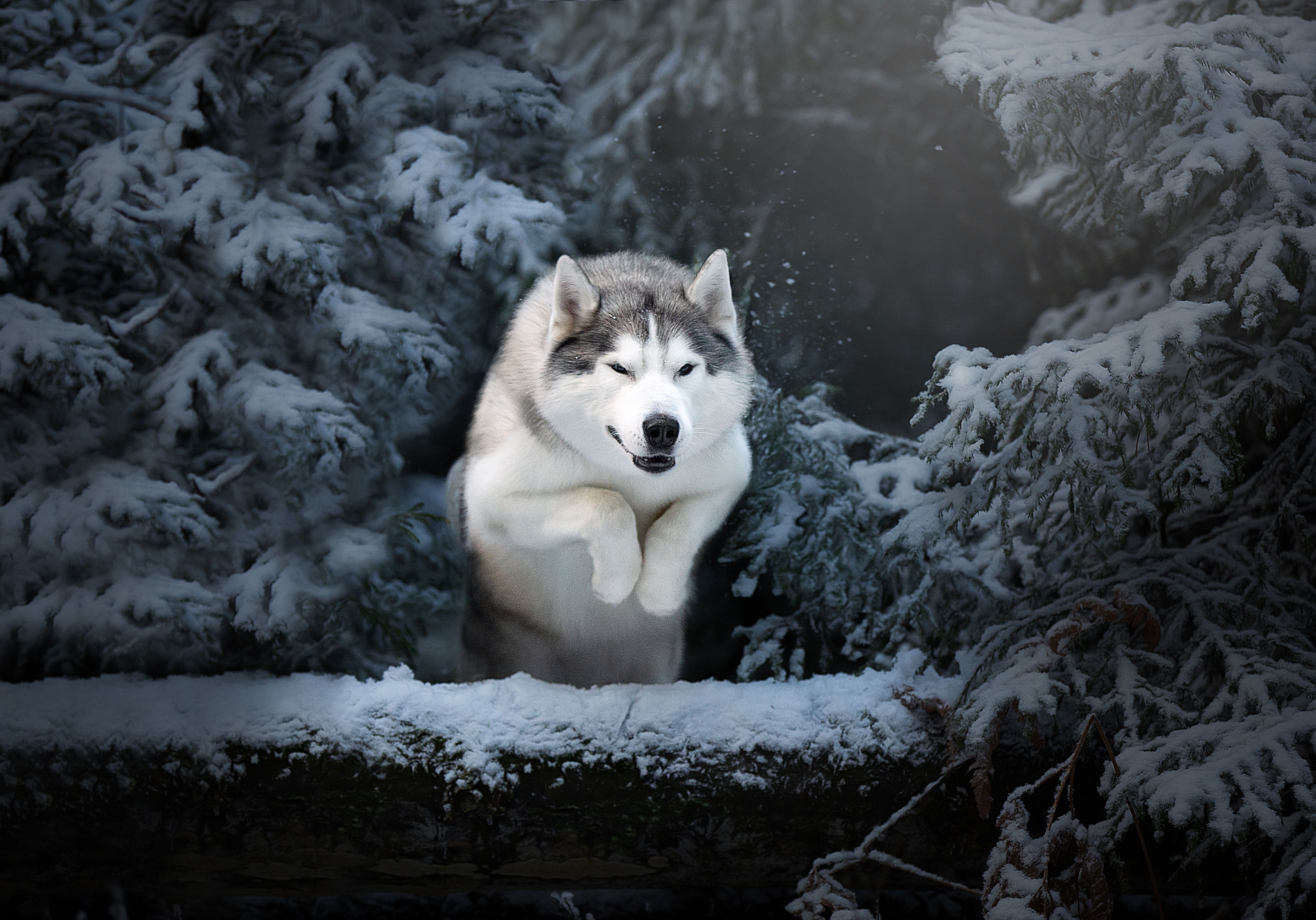 4570x3200 Animal Husky 4k Ultra HD Wallpaper, Desktop