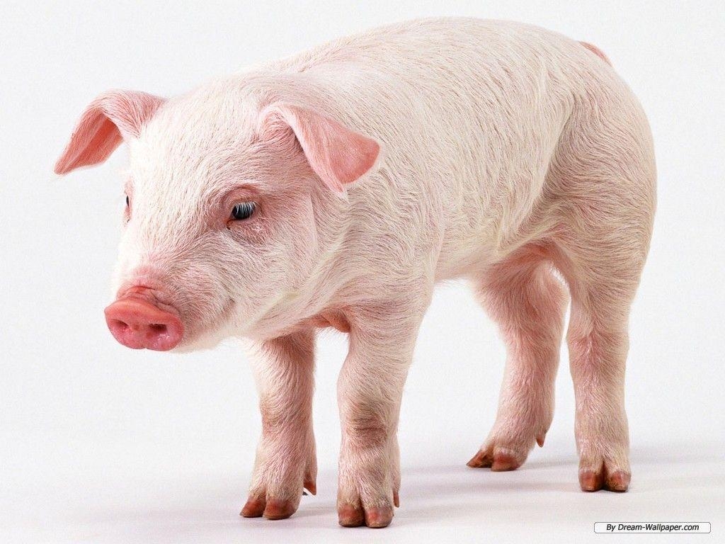 1030x770 Pig background wallpaper, Desktop