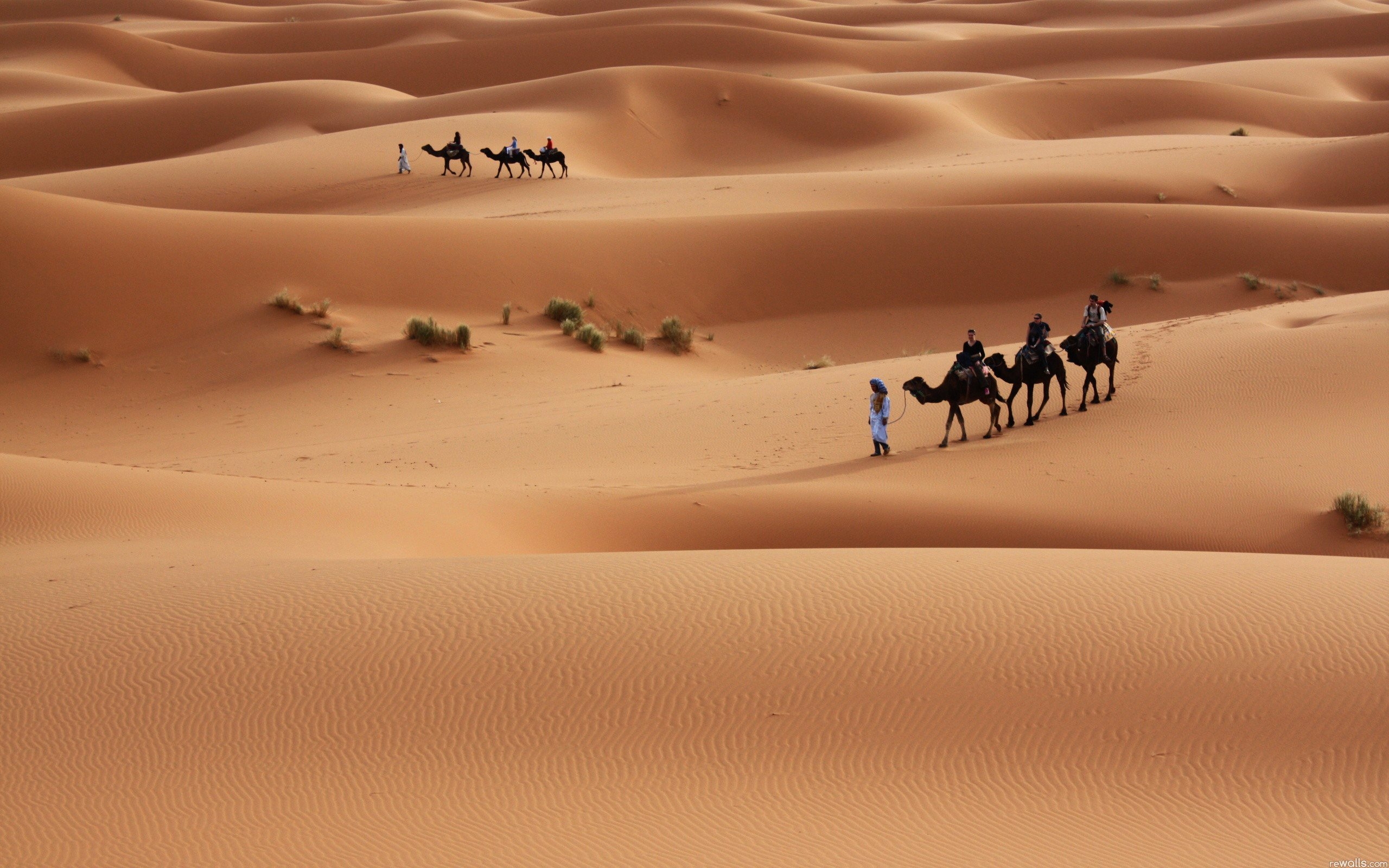 2560x1600 Desert Camel Wallpaper, Desktop